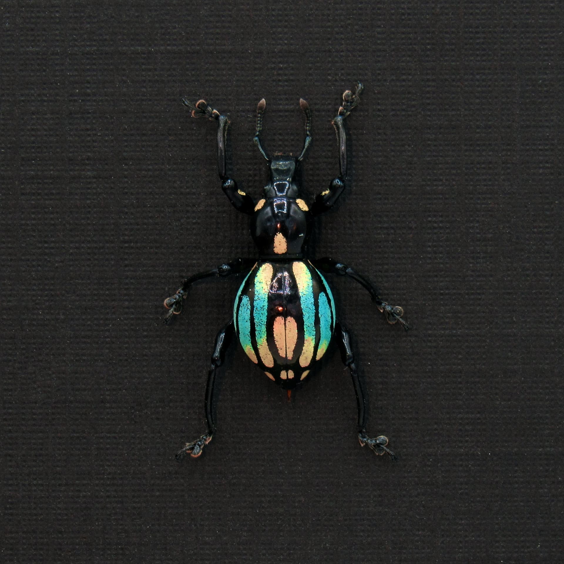 WEEVIL MANIA! Real framed weevil beetle taxidermy - Pachyrhynchus dohrni - peach form