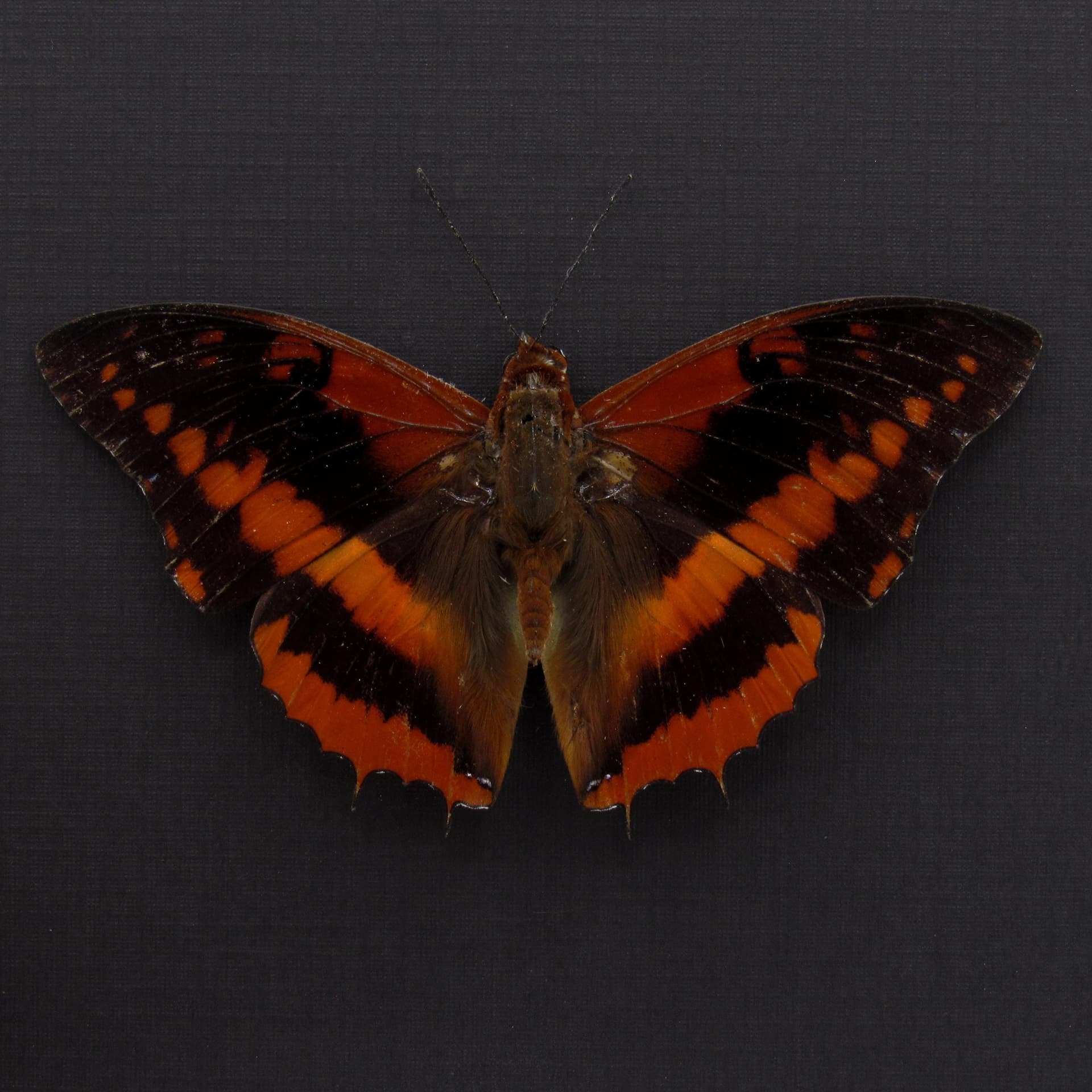 Real Western Red Charaxes framed taxidermy - Charaxes cynthia - Victorian mount