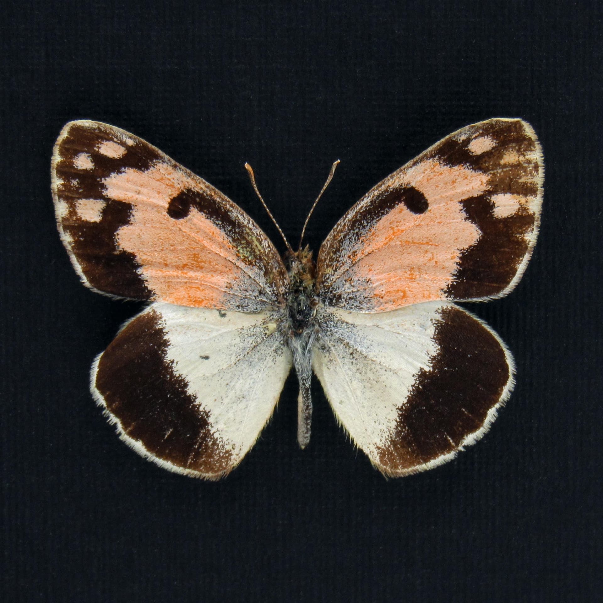 Rare pink Spotted Arab butterfly framed taxidermy - Colotis phisadia