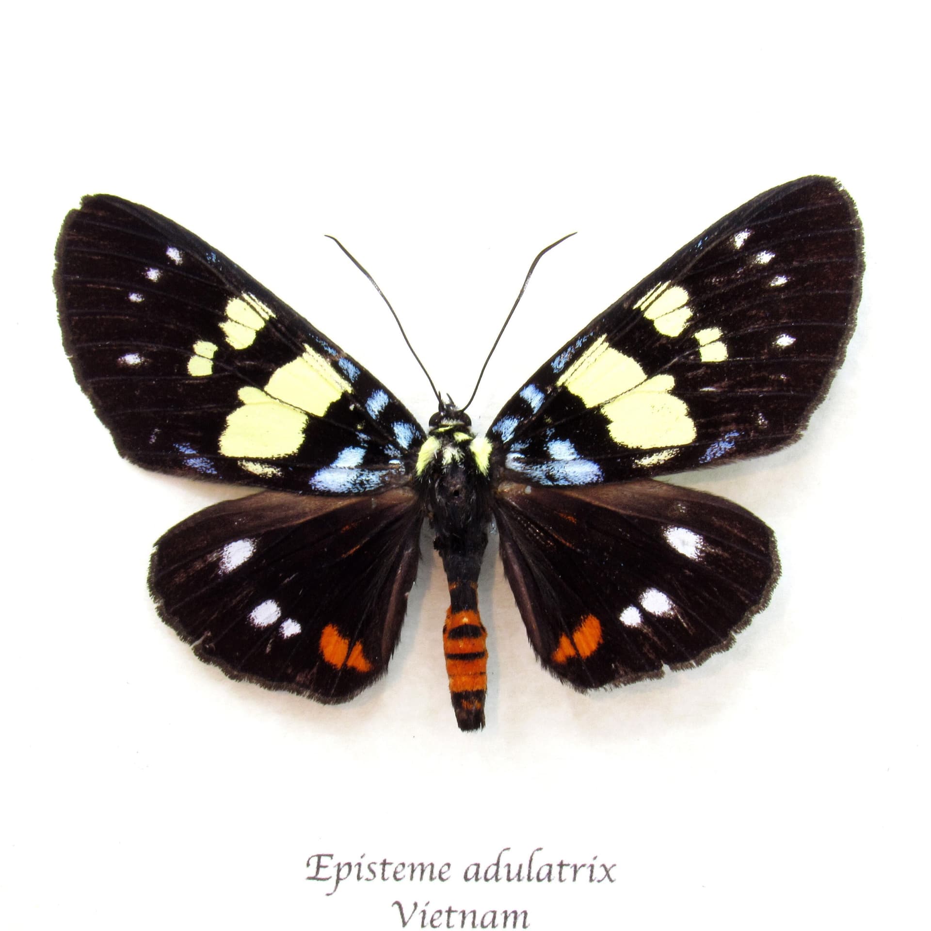Real Noctuid moth framed taxidermy - Episteme adulatrix