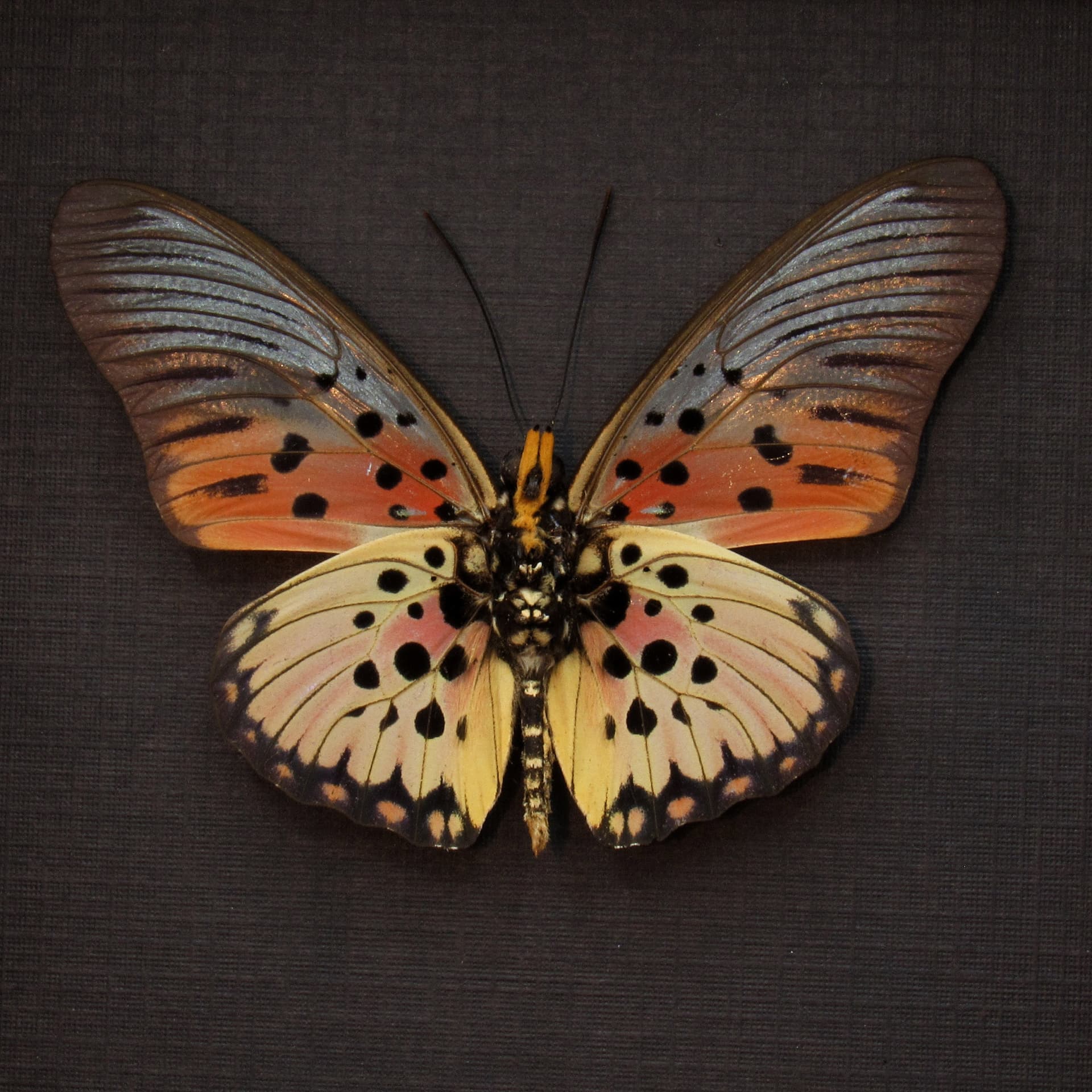 Real framed butterfly taxidermy - Pseudacraea boisduvali - peach form