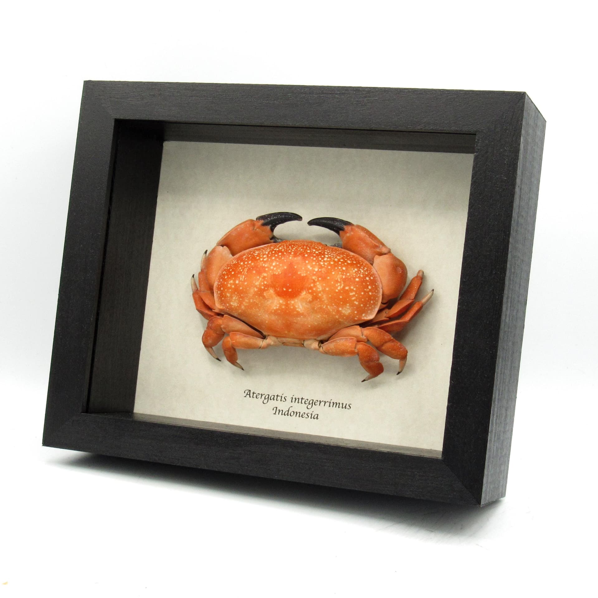 Real Bashful Crab framed taxidermy - Atergatis integerrimus