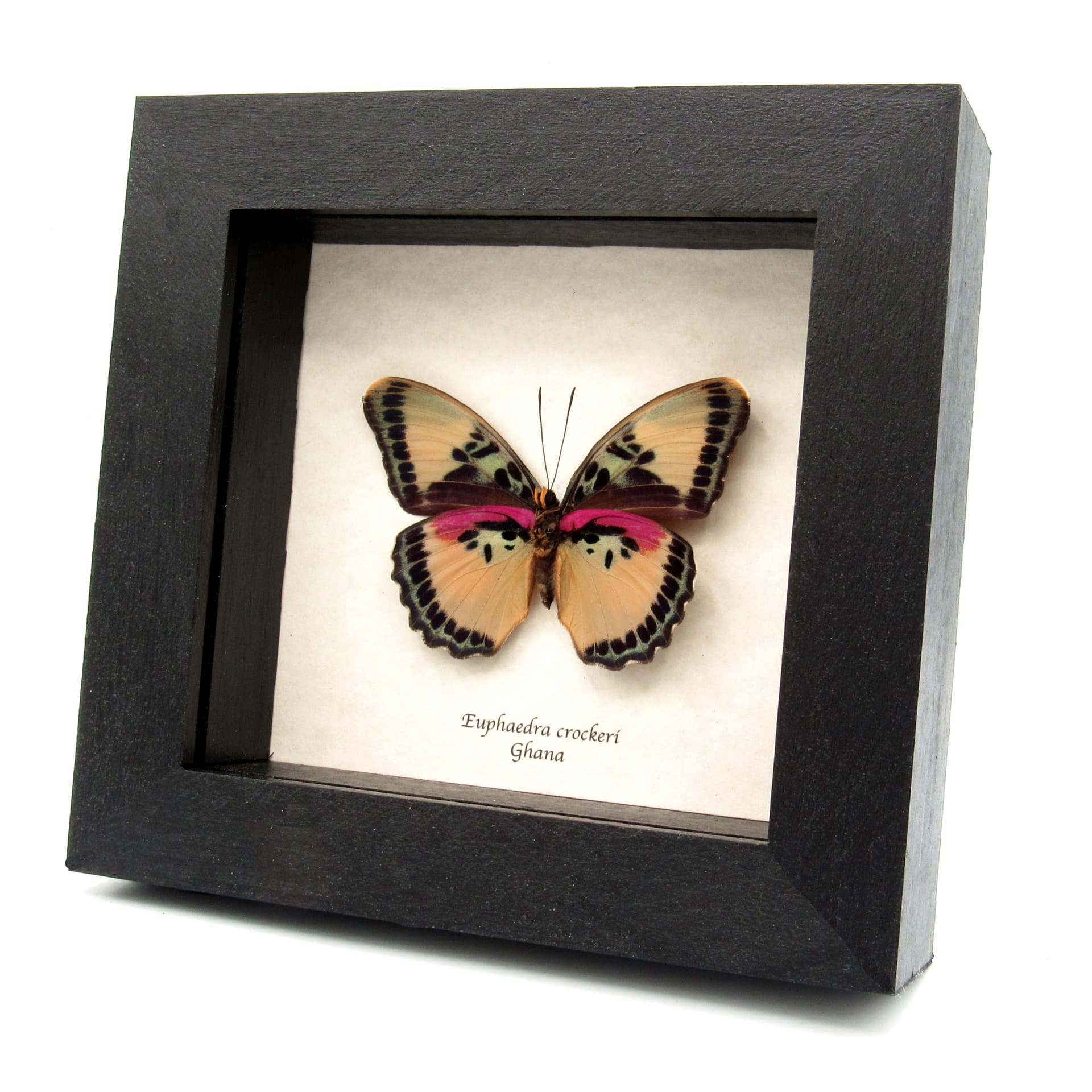 Real Crocker's Forester butterfly framed taxidermy - Euphaedra crockeri - female