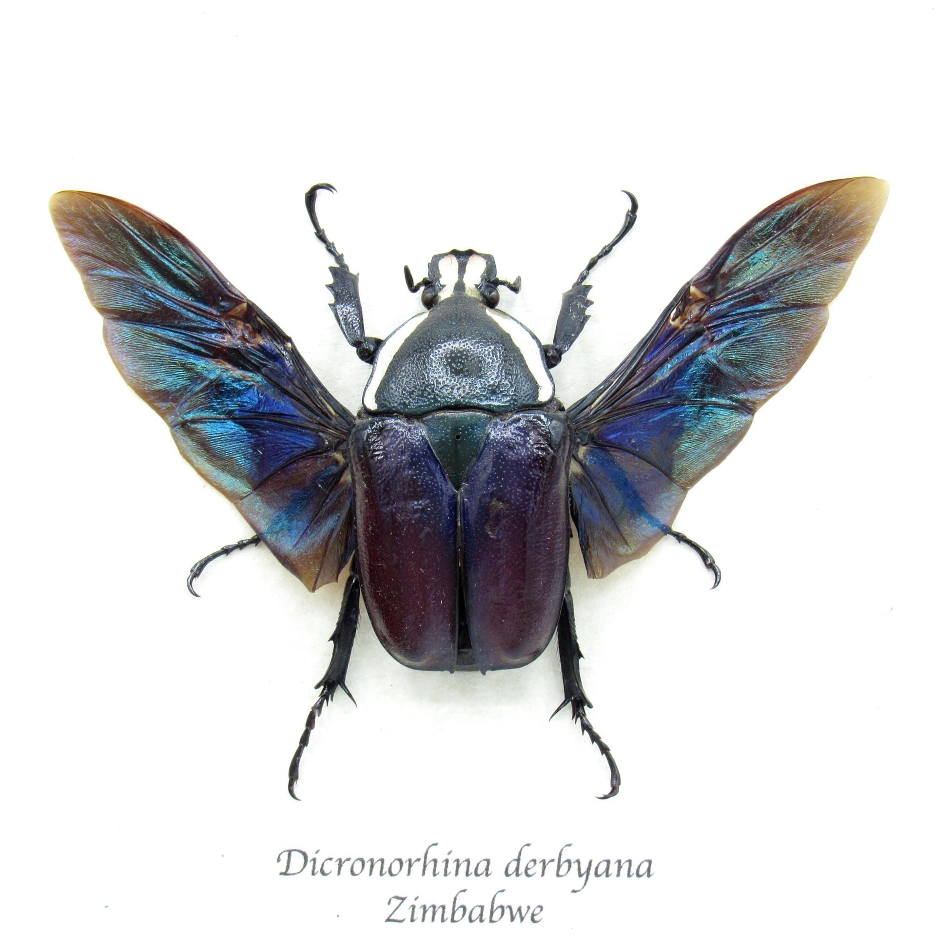 Real Scarab beetle framed taxidermy - Dicronorhina derbyana - female - deep purple form