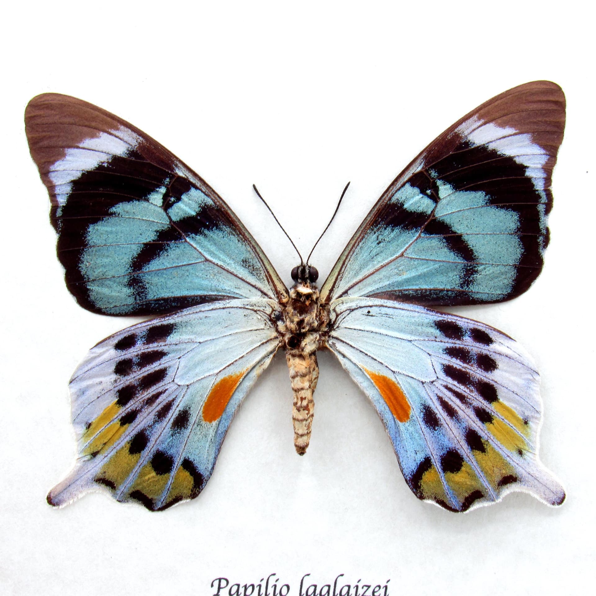 Very rare moth mimic Swallowtail butterfly framed taxidermy - Papilio laglaizei - large female
