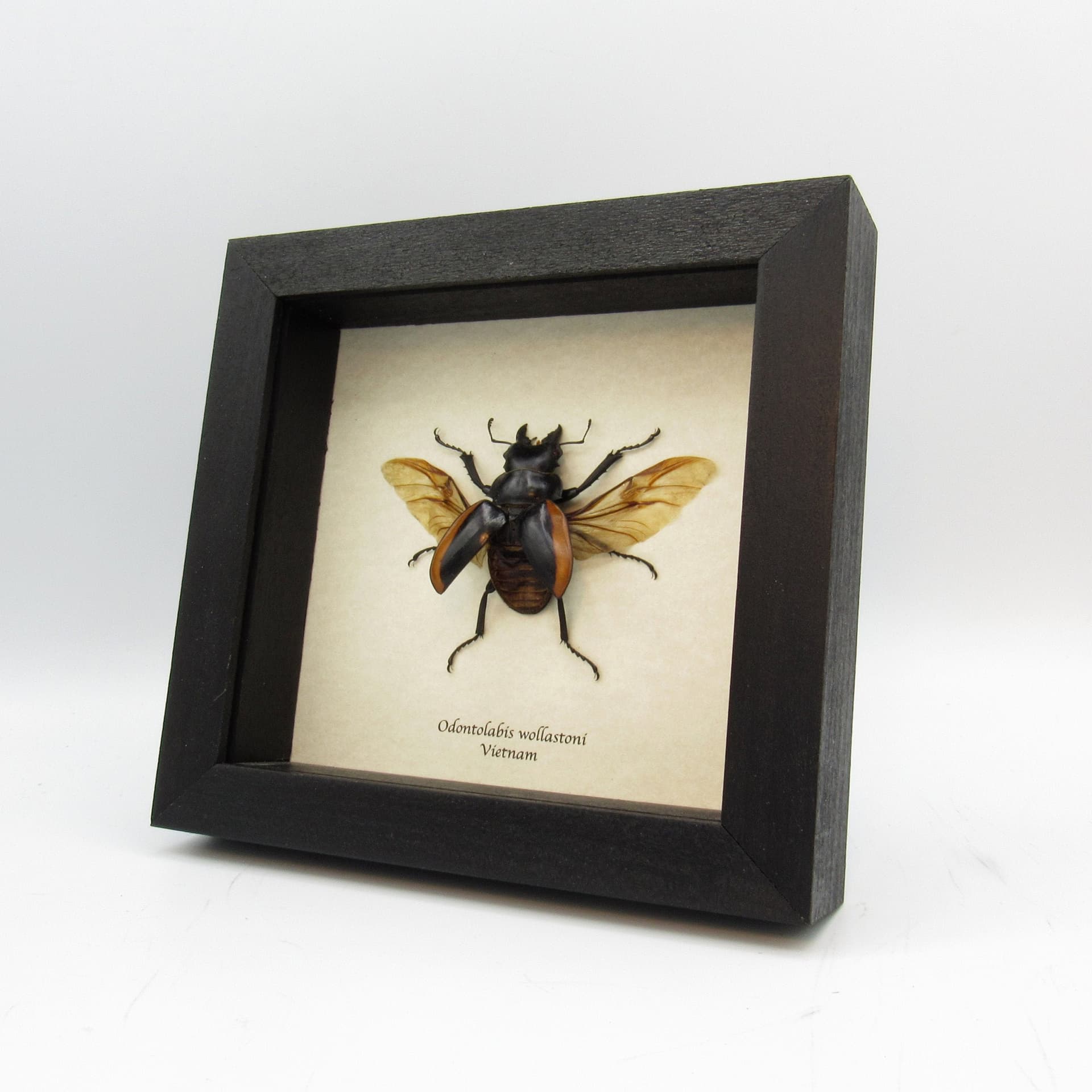 Real Stag beetle framed taxidermy - Odontolabis wollastoni