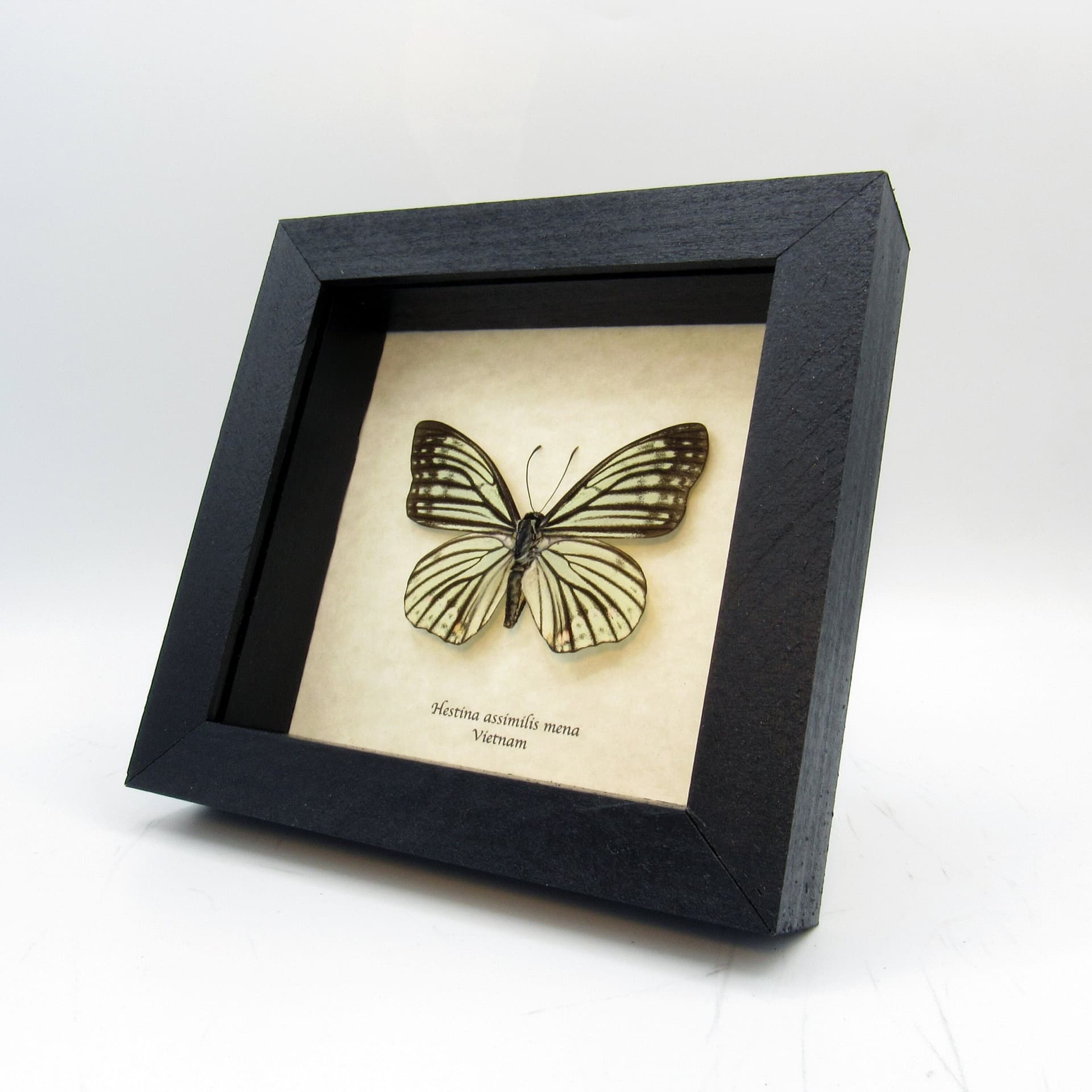 Real pale green butterfly framed taxidermy - Hestina assimilis mena