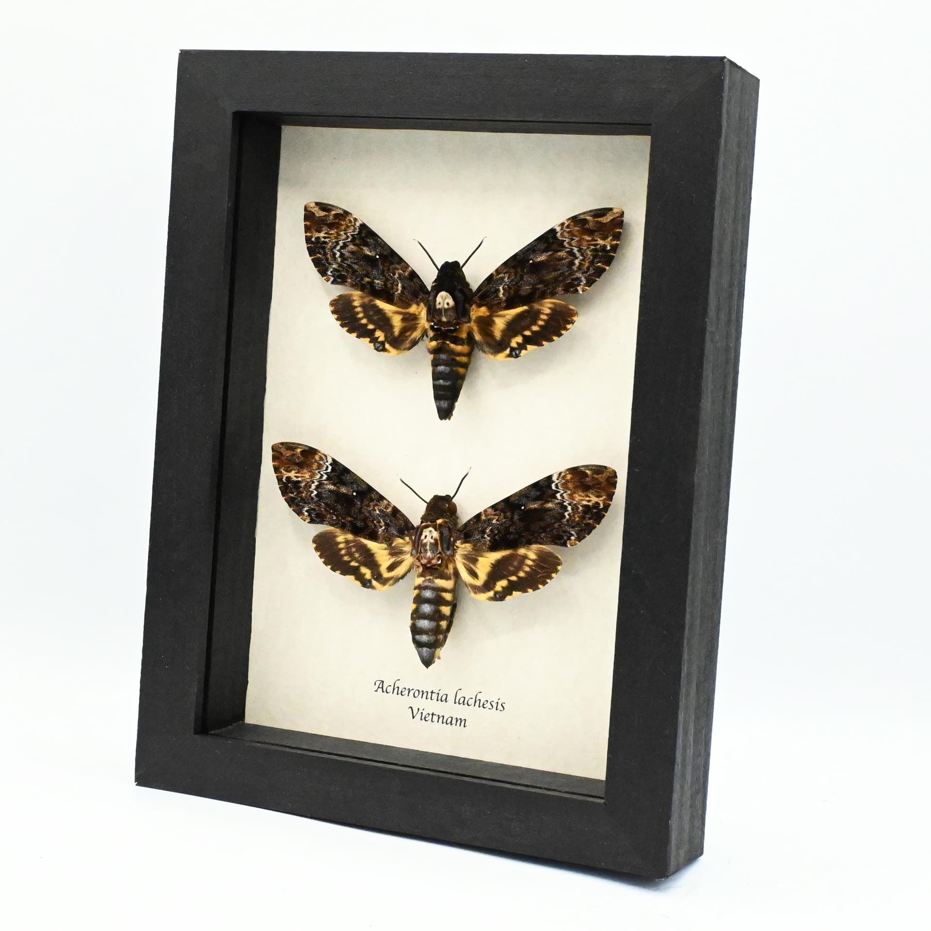 Real XL moths framed taxidermy - Acherontia lachesis - Deaths Head - Pair