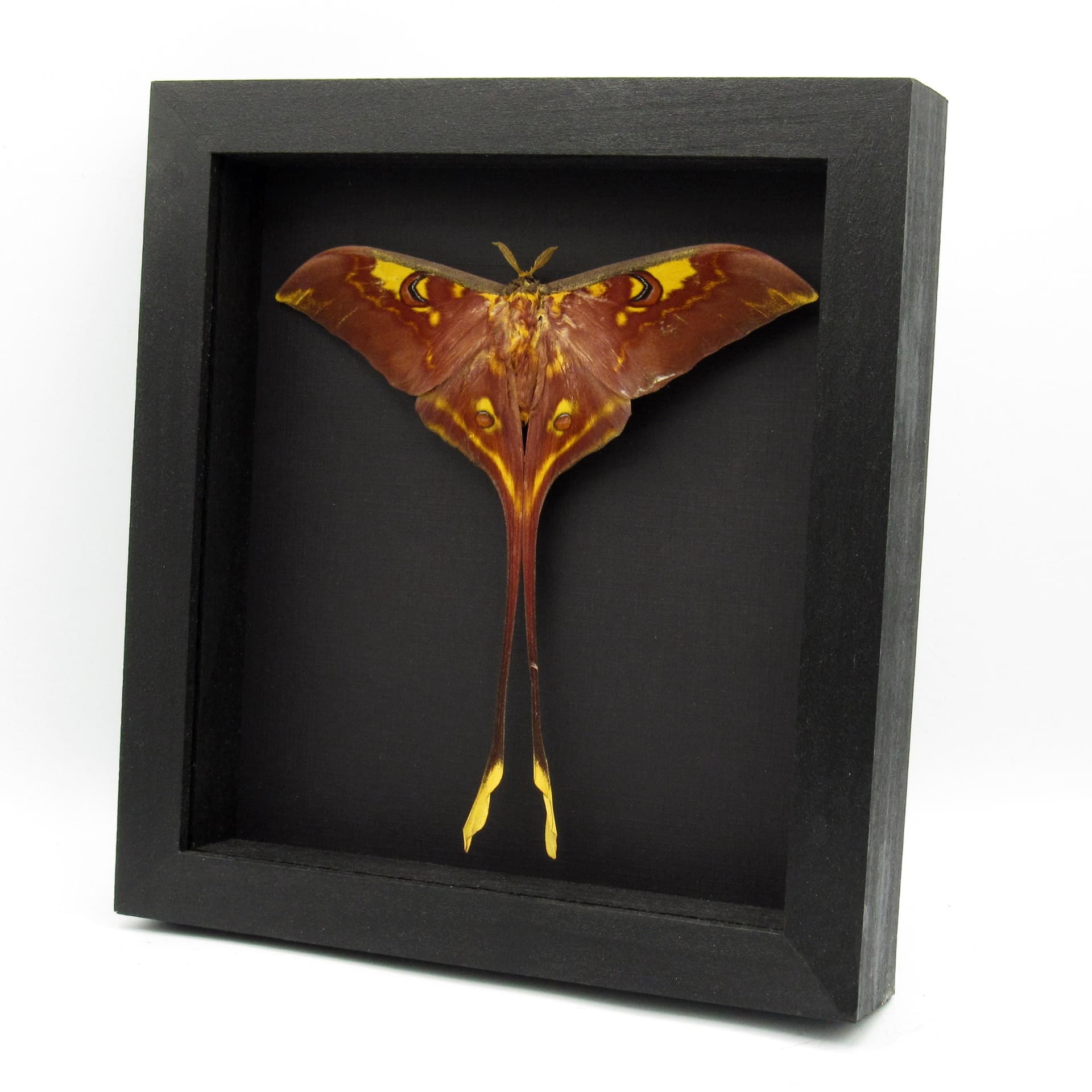 Rare XL Sulawesi Moon Moth framed taxidermy - Actias isis - Victorian mount - extra red