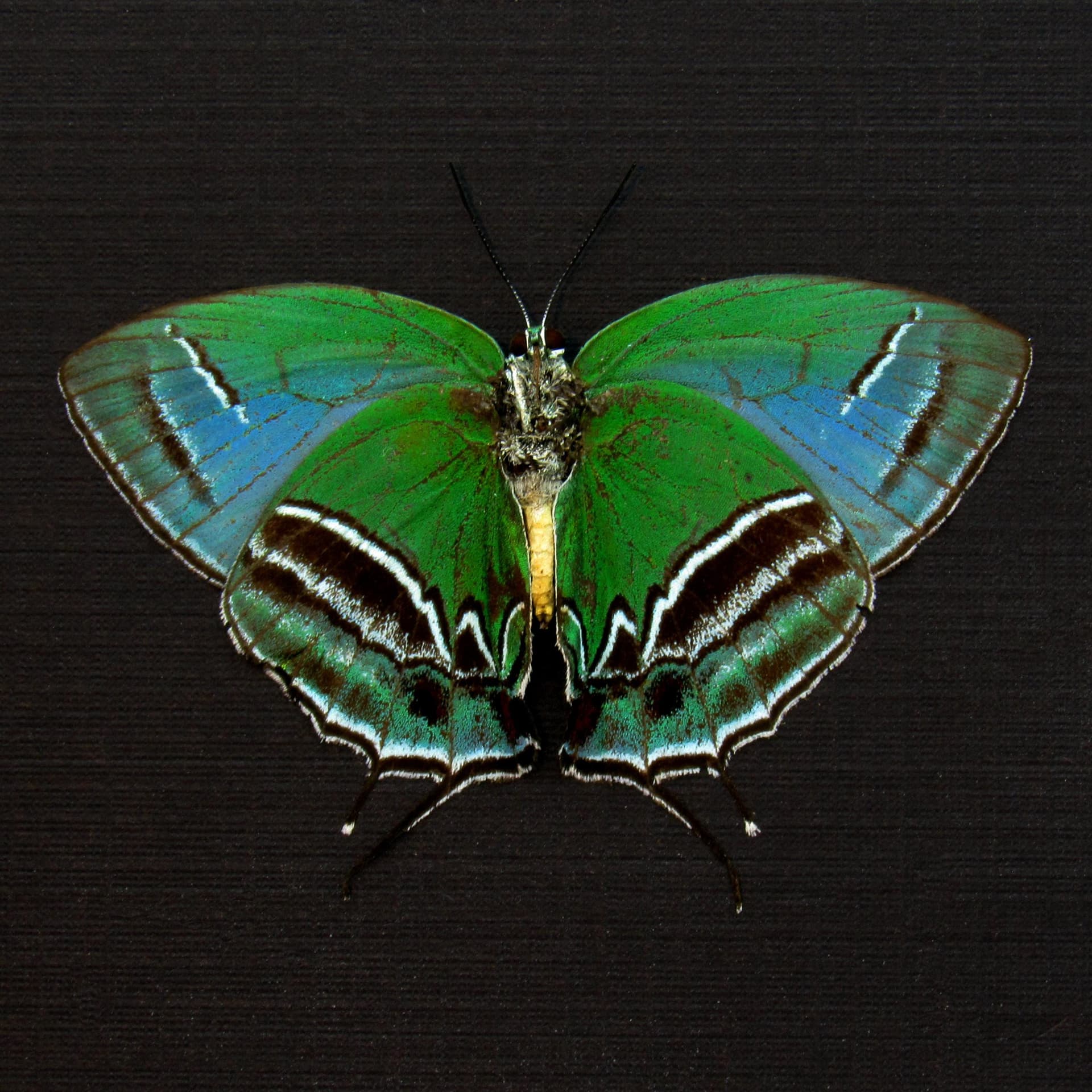 Rare metallic green Hairstreak butterfly framed taxidermy - Evenus sumptuosa - Victorian mount