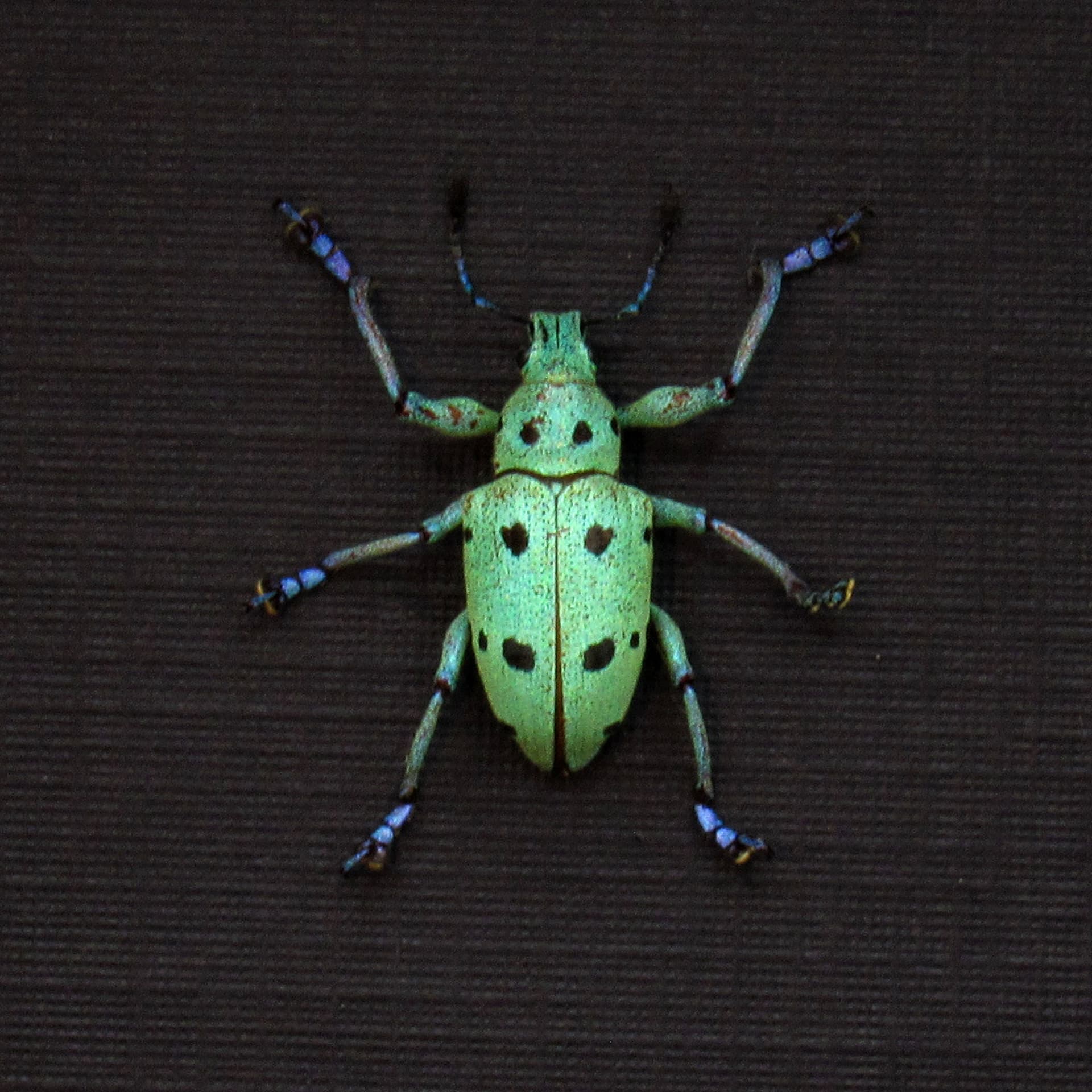Rare glitter Weevil beetle framed taxidermy - Curculionidae species