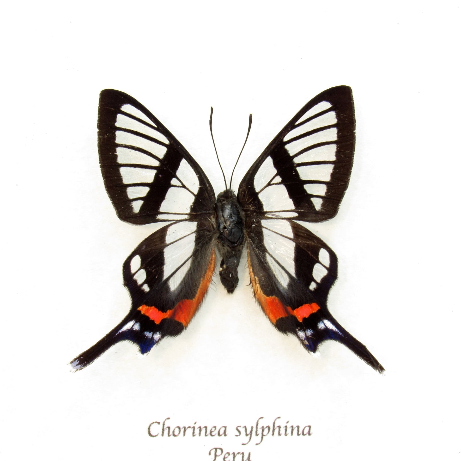 Real Clearwing butterfly framed taxidermy - Chorinea sylphina