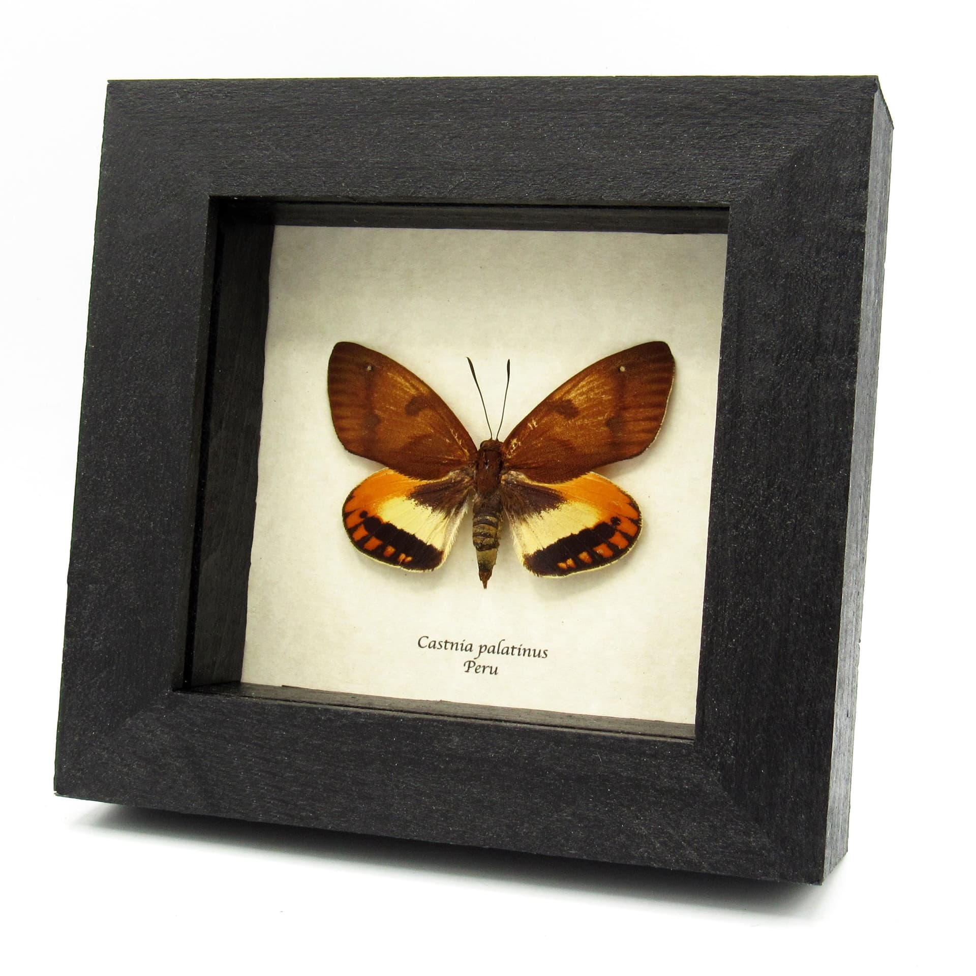 Rare orange Castnia moth framed taxidermy - Castnia palatinus