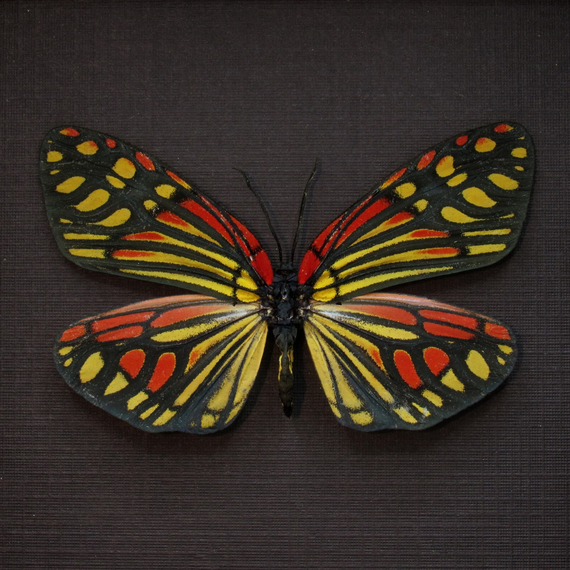 Real red Zygaenid moth framed taxidermy - Campylotes burmanus - large female