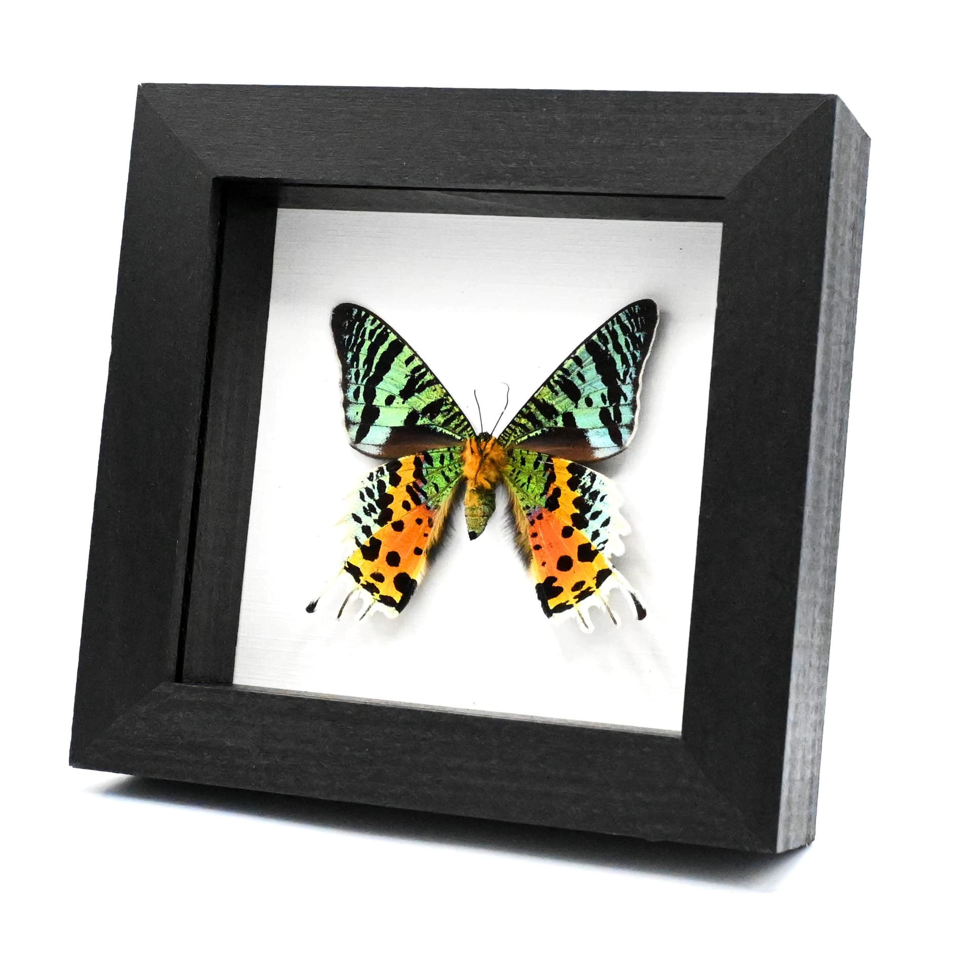 Real Rainbow Sunset moth framed taxidermy - Urania ripheus