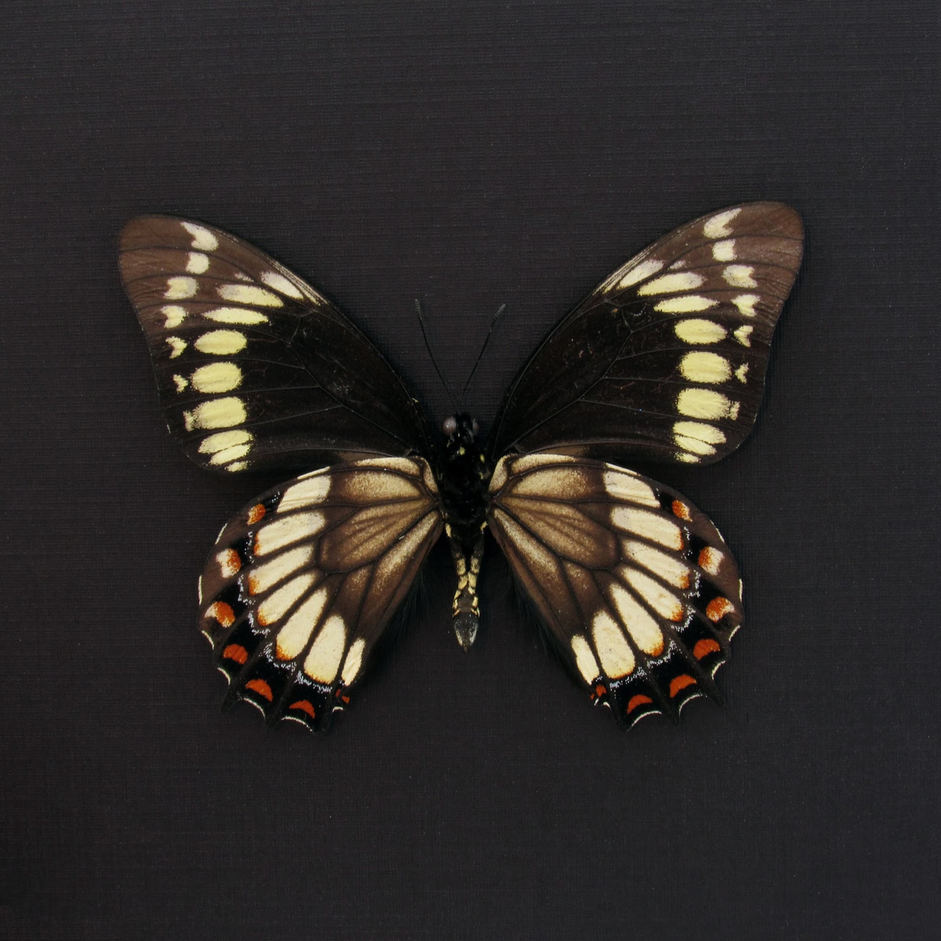 Rare black butterfly framed taxidermy - Papilio scamander - large female
