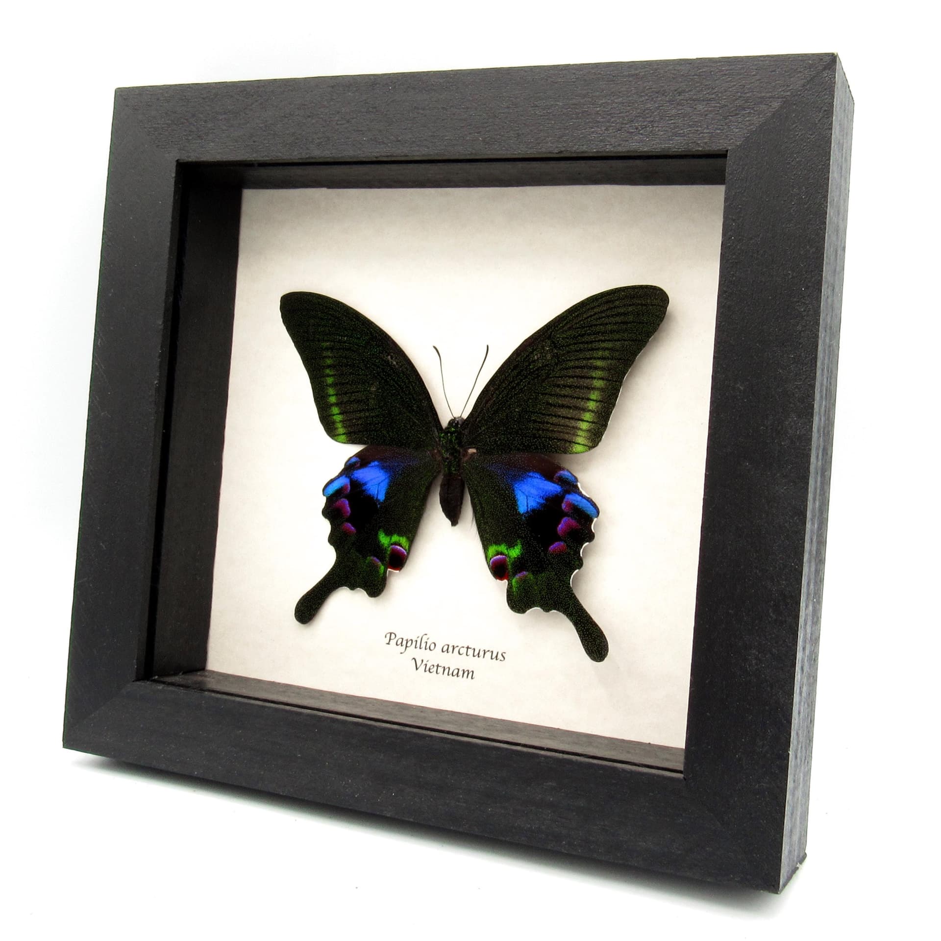 Rare female purple Peacock butterfly framed taxidermy - Papilio arcturus
