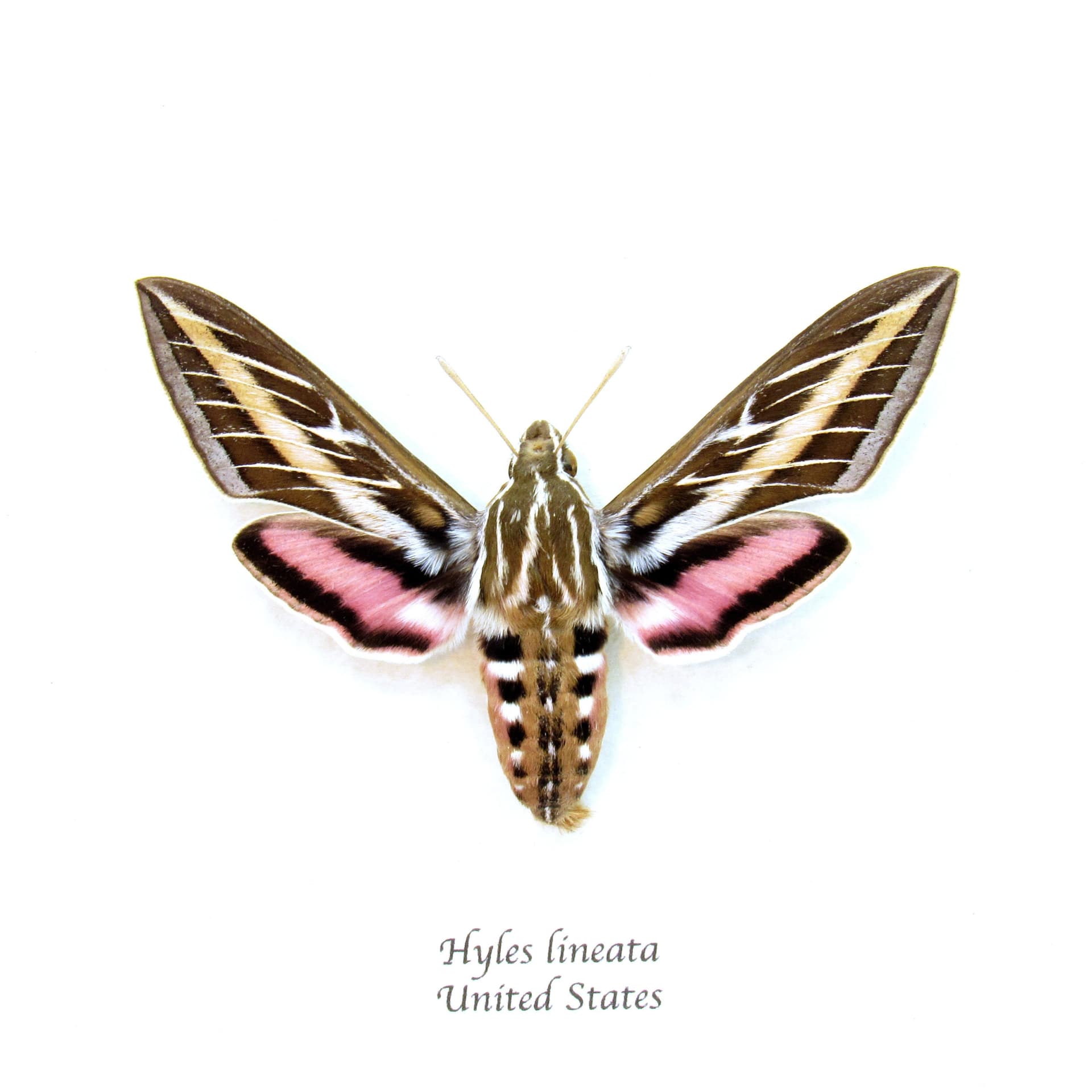 Real White-lined Sphinx moth framed taxidermy - Hyles lineata - large female
