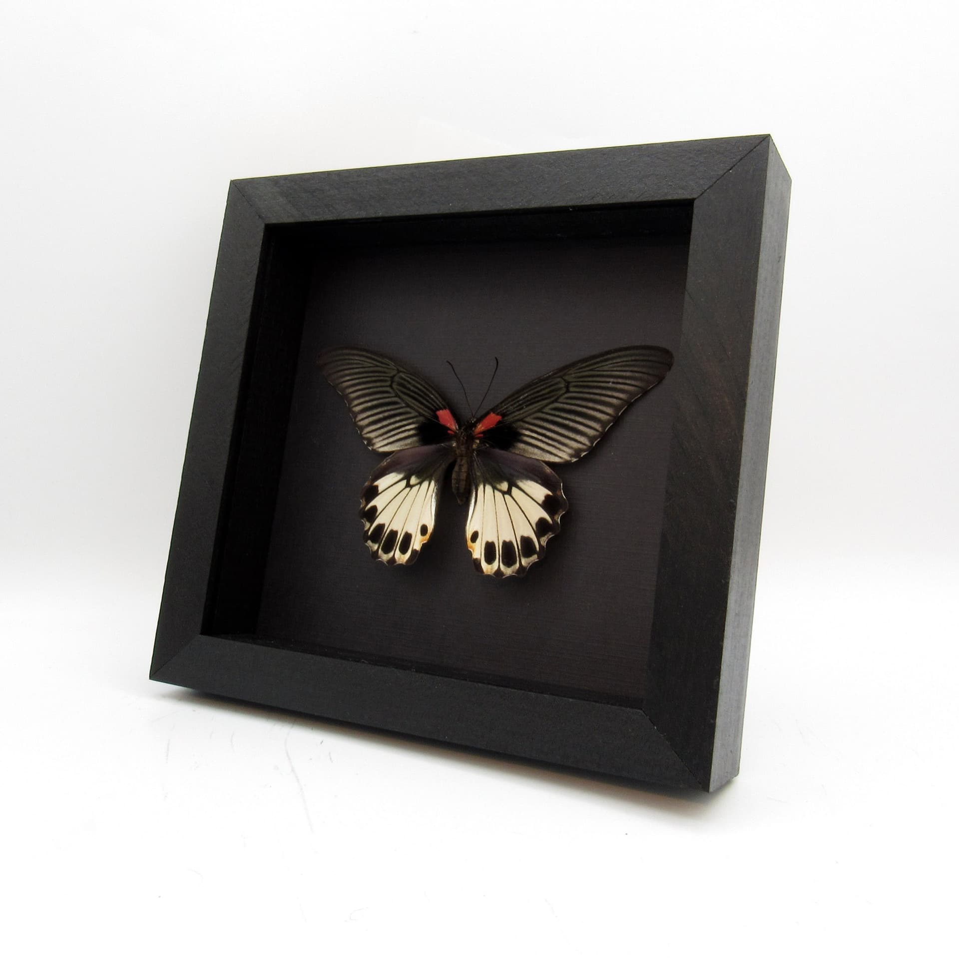 Real Great Mormon butterfly framed - Papilio memnon agenor - female