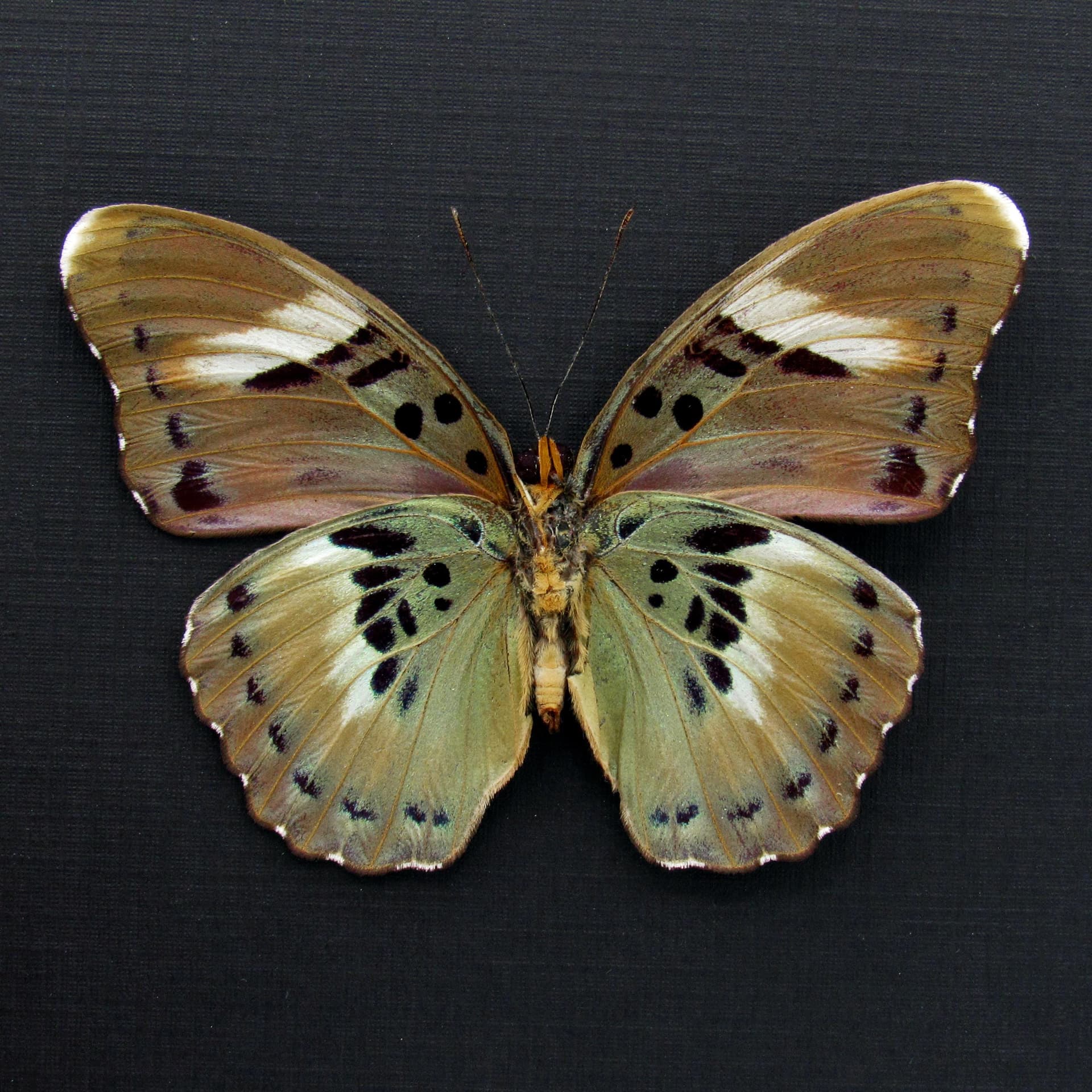 Real Ceres Forester butterfly framed taxidermy - Euphaedra ceres - female