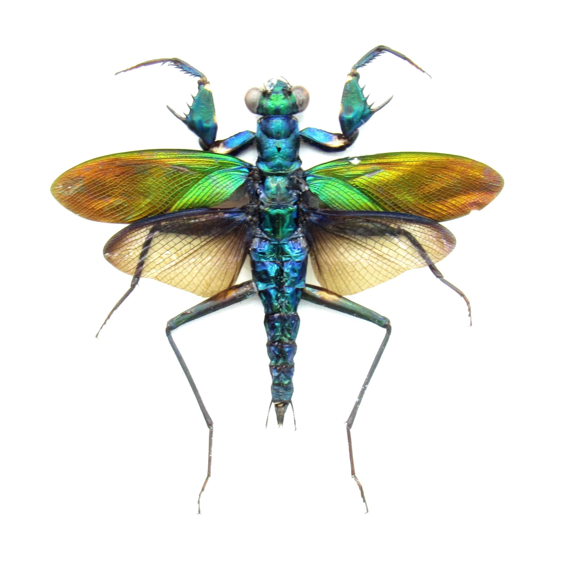 Rare metallic mantis framed taxidermy - Metallyticus splendidus