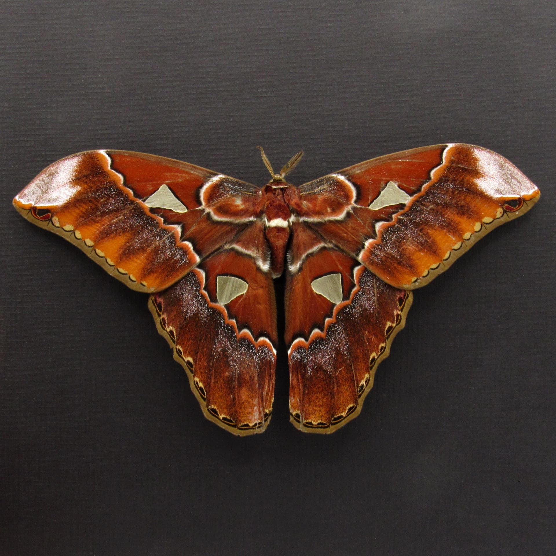 Real GIANT Saturn moth framed taxidermy - Rothschildia triloba - Victorian mount