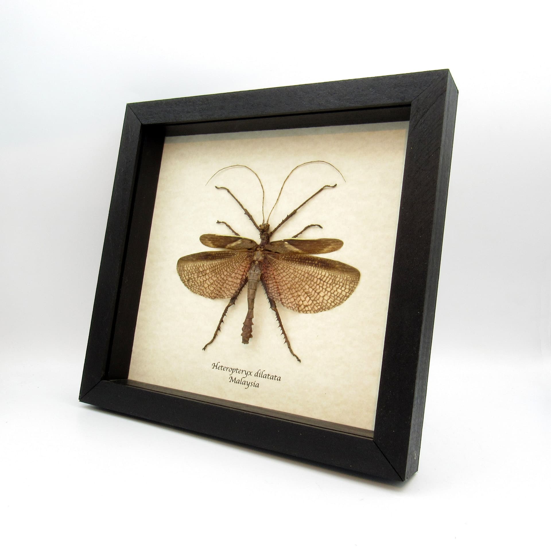 Real Giant thorny stick bug framed taxidermy - Heteropteryx dilatata