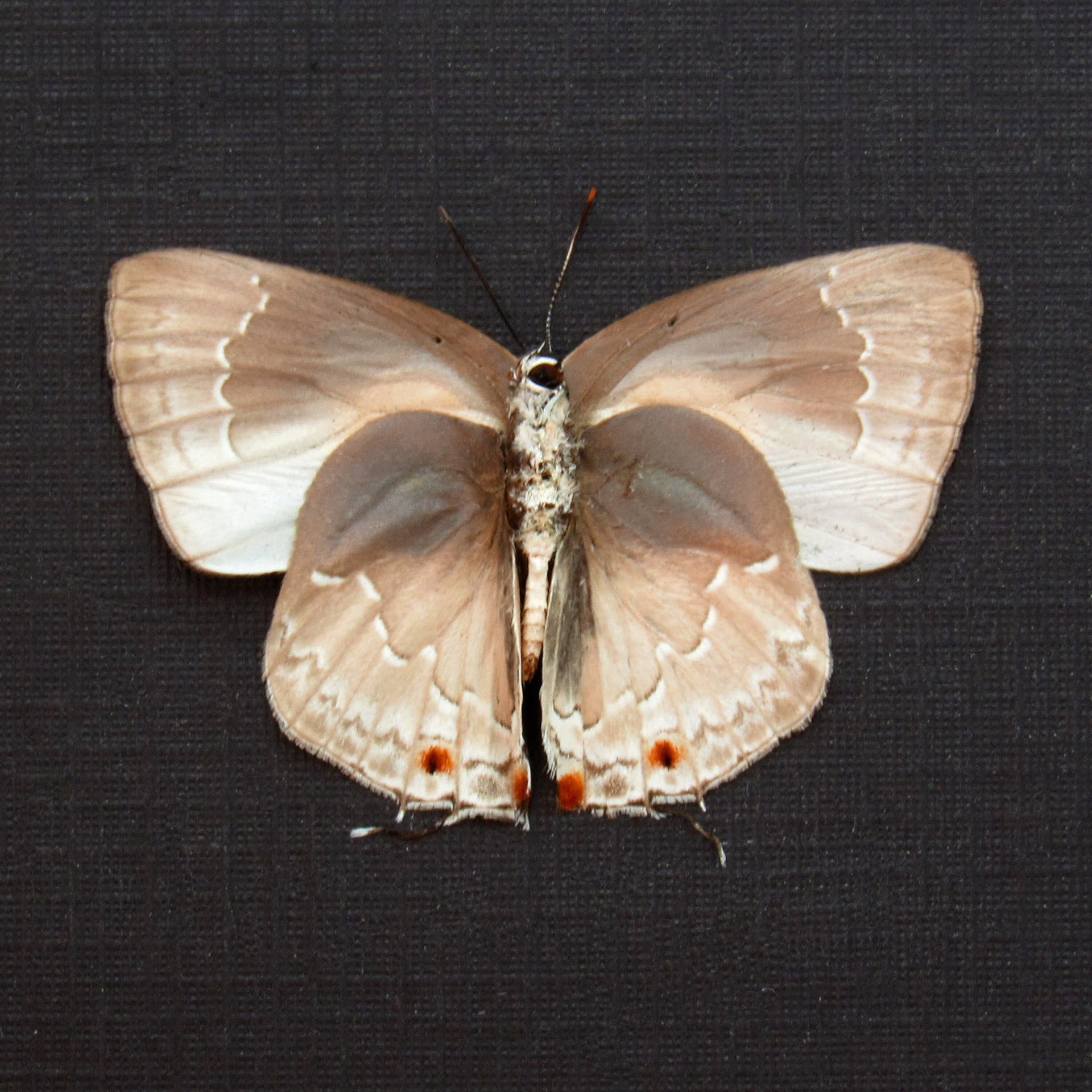 Real Silver Hairstreak butterfly framed taxidermy - Lycaenidae species - Victorian mount