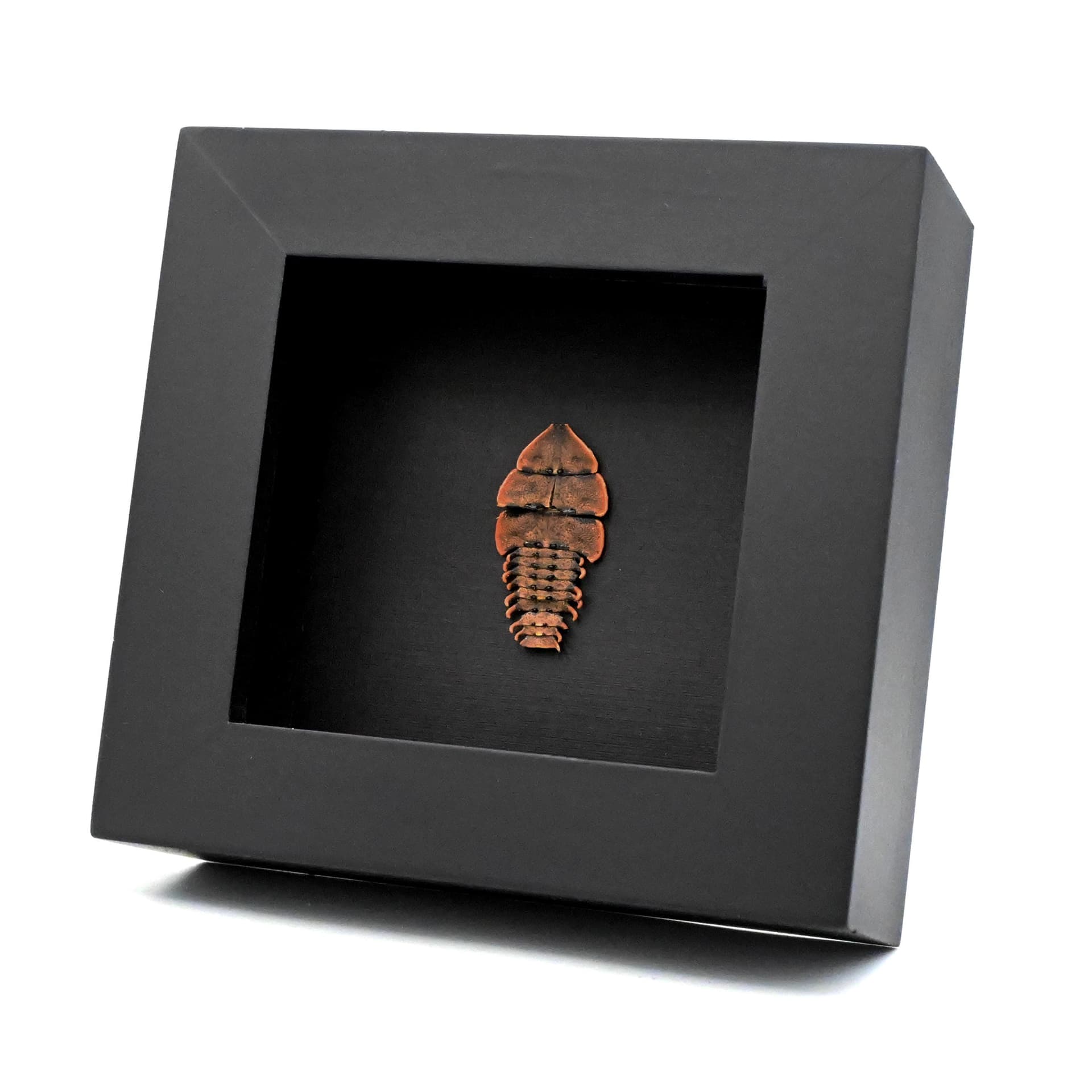 Real Trilobite beetle framed taxidermy - Duliticola species