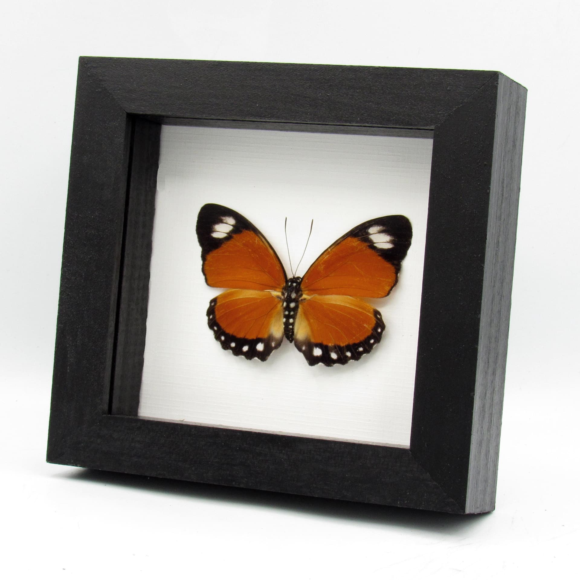 Real framed taxidermy butterfly - Euphaedra ruspina - female