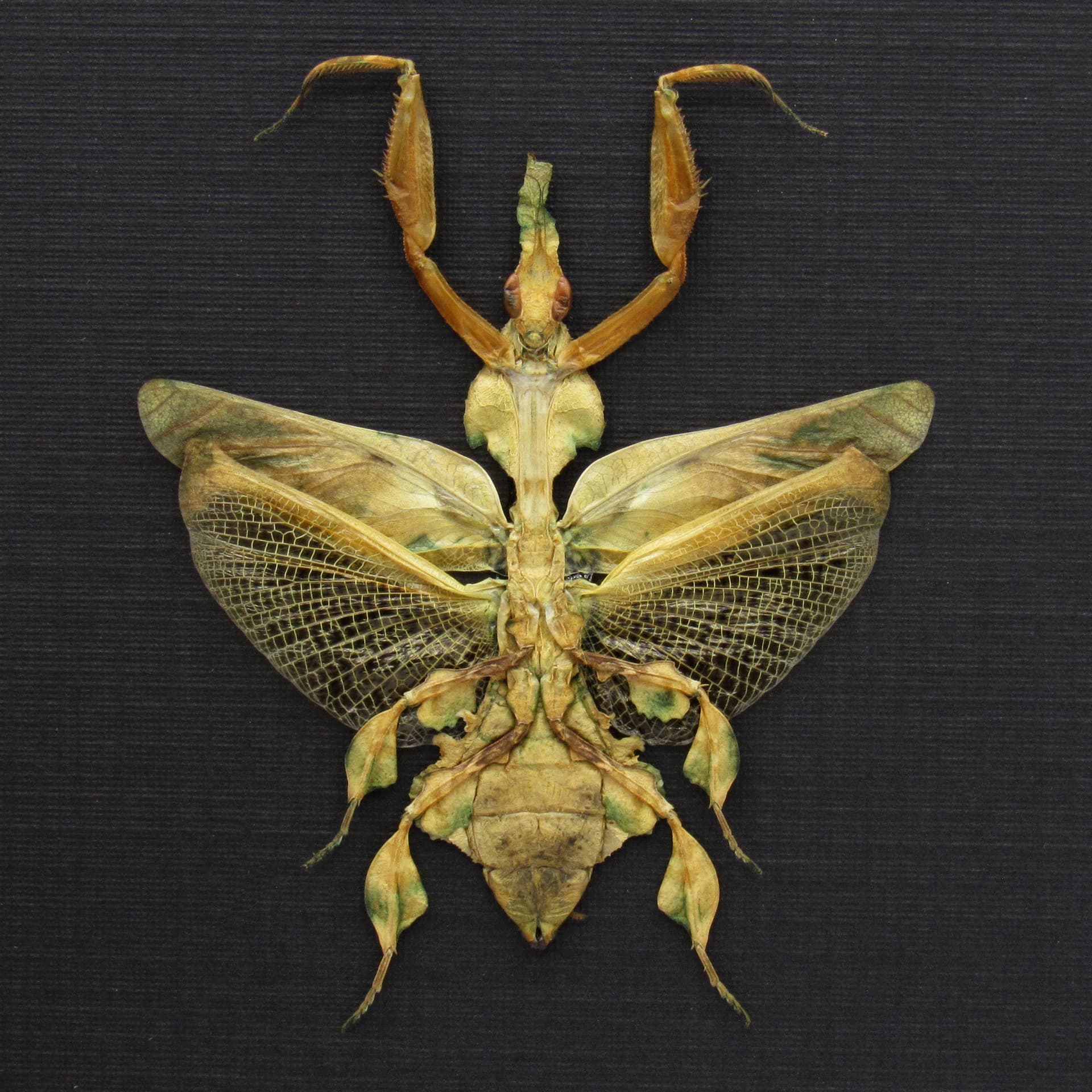 Rare Ghost Mantis framed taxidermy - Phyllocrania paradoxa - female