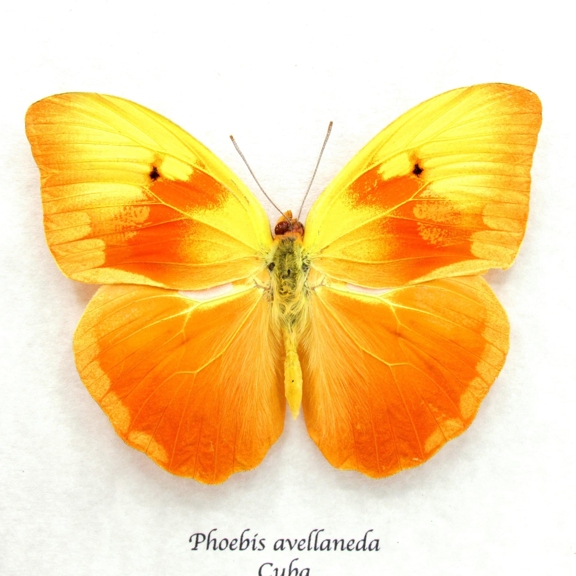 Very rare Red Splashed Sulphur butterfly framed taxidermy - Phoebis avellaneda - minor damage