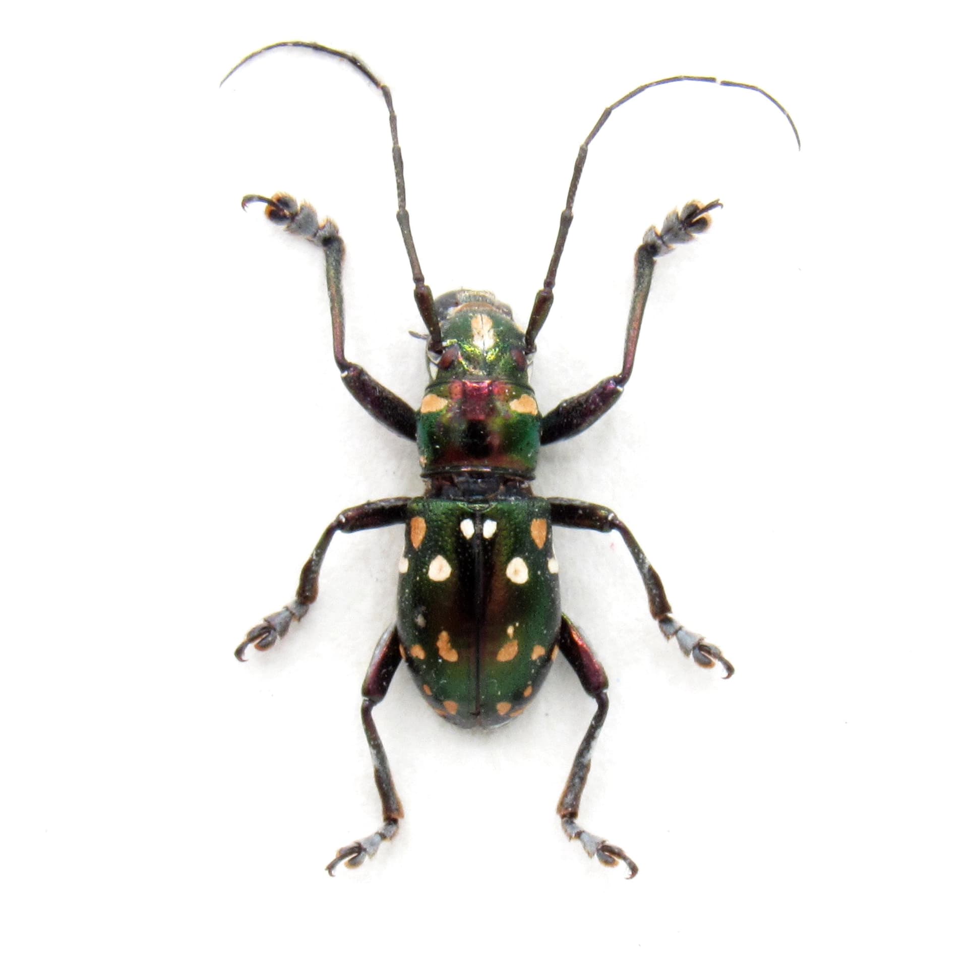 Real Longhorn beetle framed specimen - Aprophata semperi