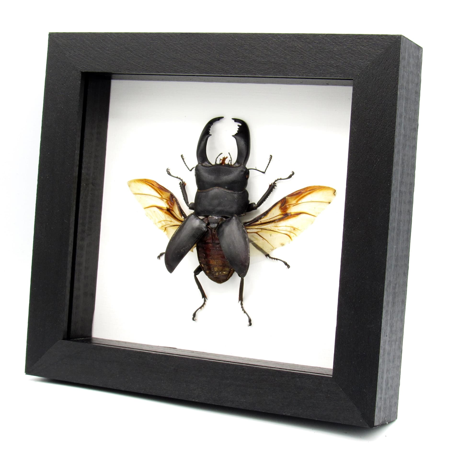 Real Giant Stag beetle framed taxidermy - Dorcus titanus typhon