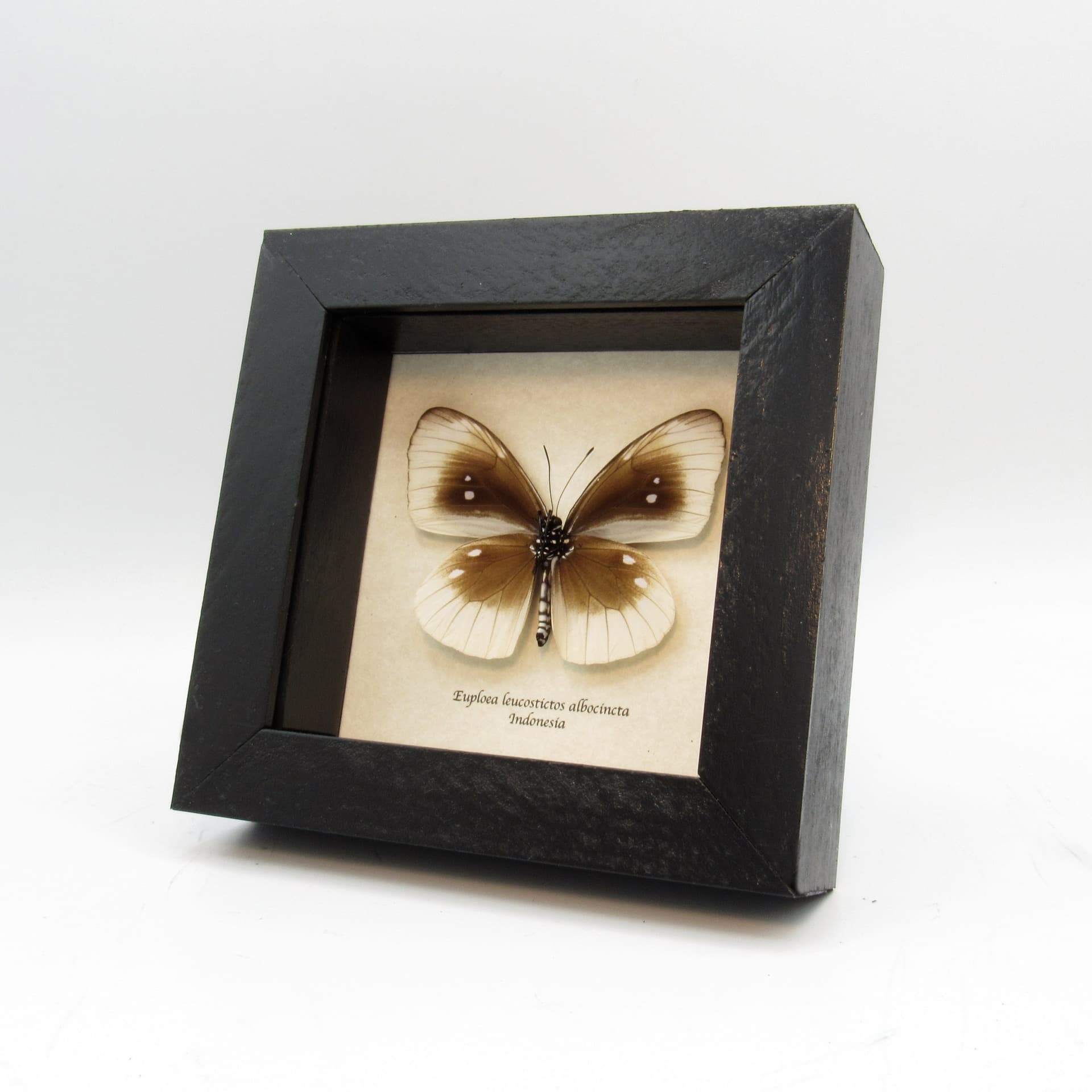 Real white framed taxidermy butterfly - Euploea leucostictos albocincta