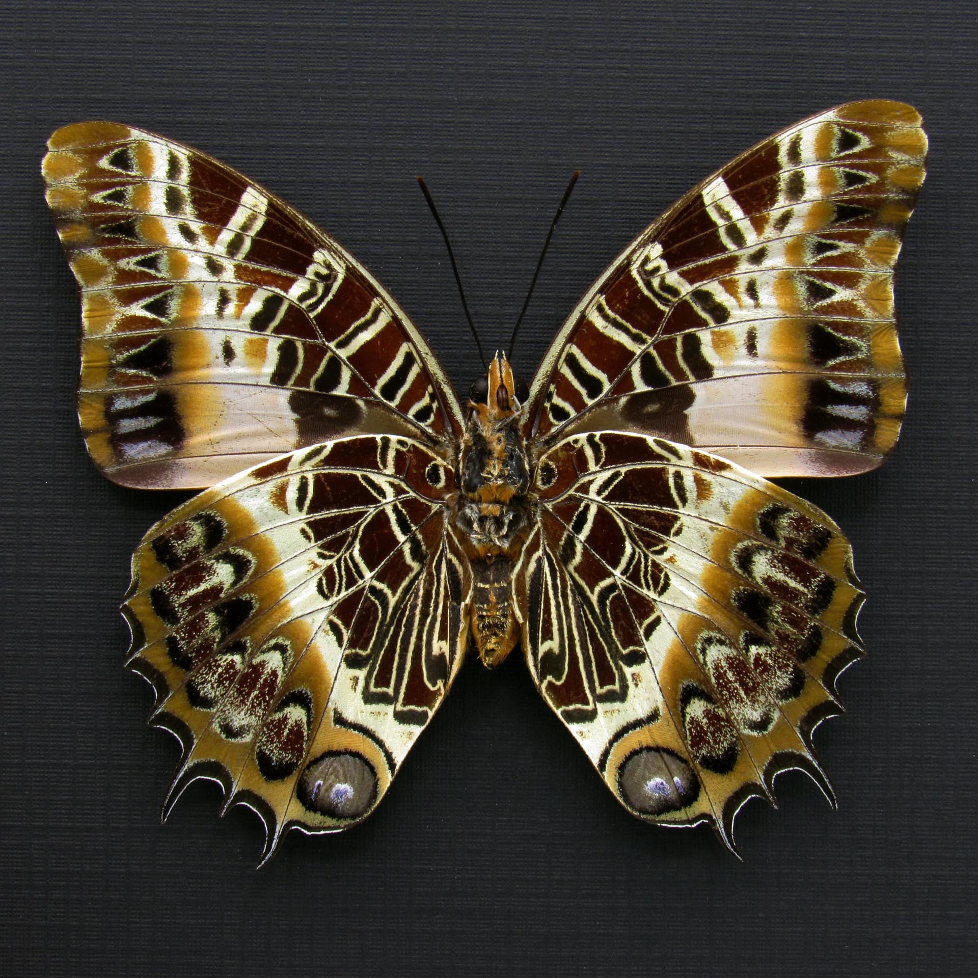Real large Black-bordered Charaxes butterfly framed taxidermy - Charaxes pollux - female