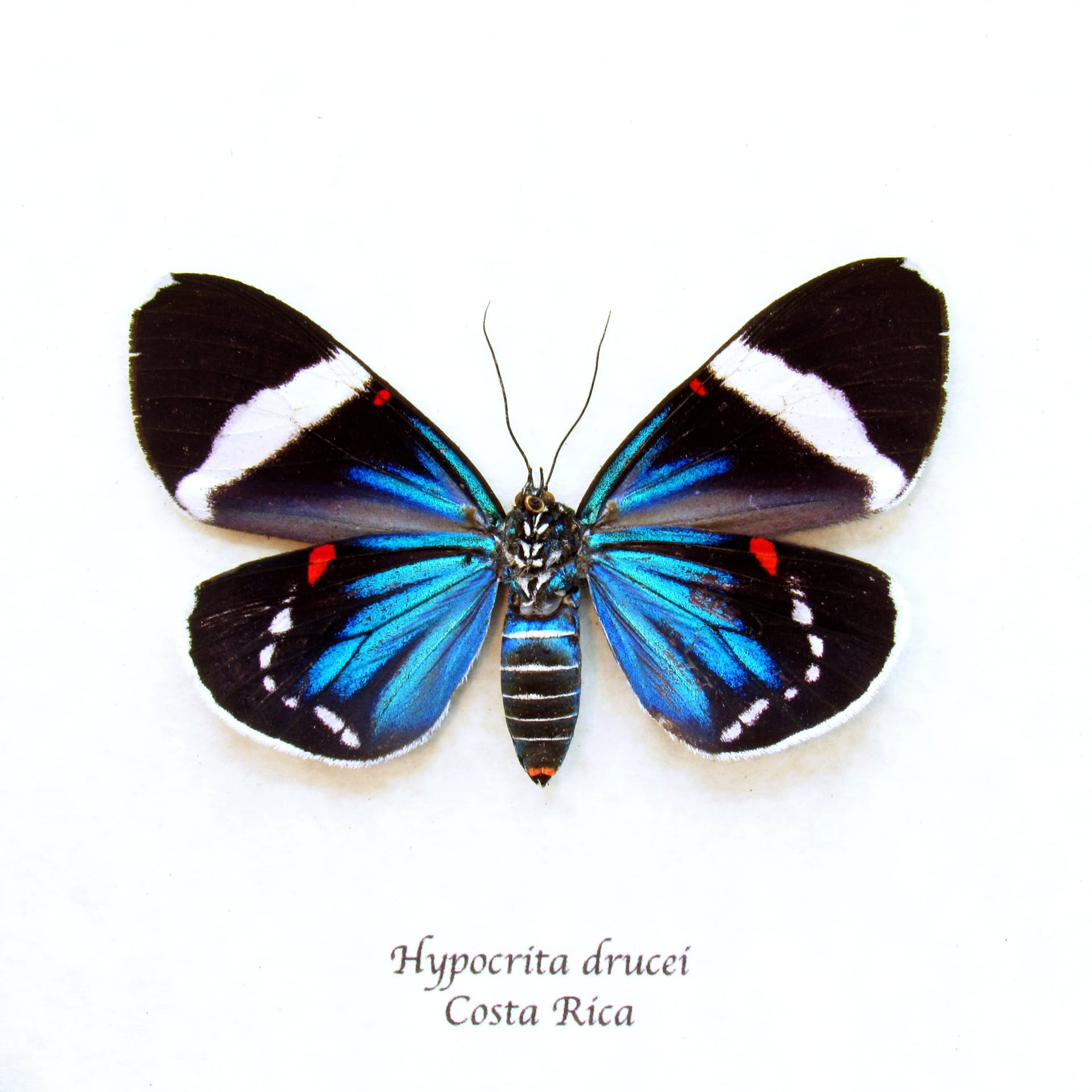 Real metallic framed moth taxidermy - Hypocrita drucei - large female