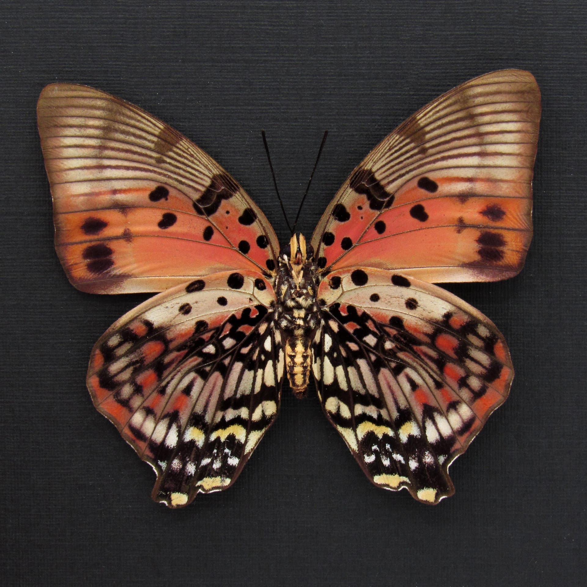 Rare female Red Charaxes butterfly framed taxidermy - Charaxes zingha - large female