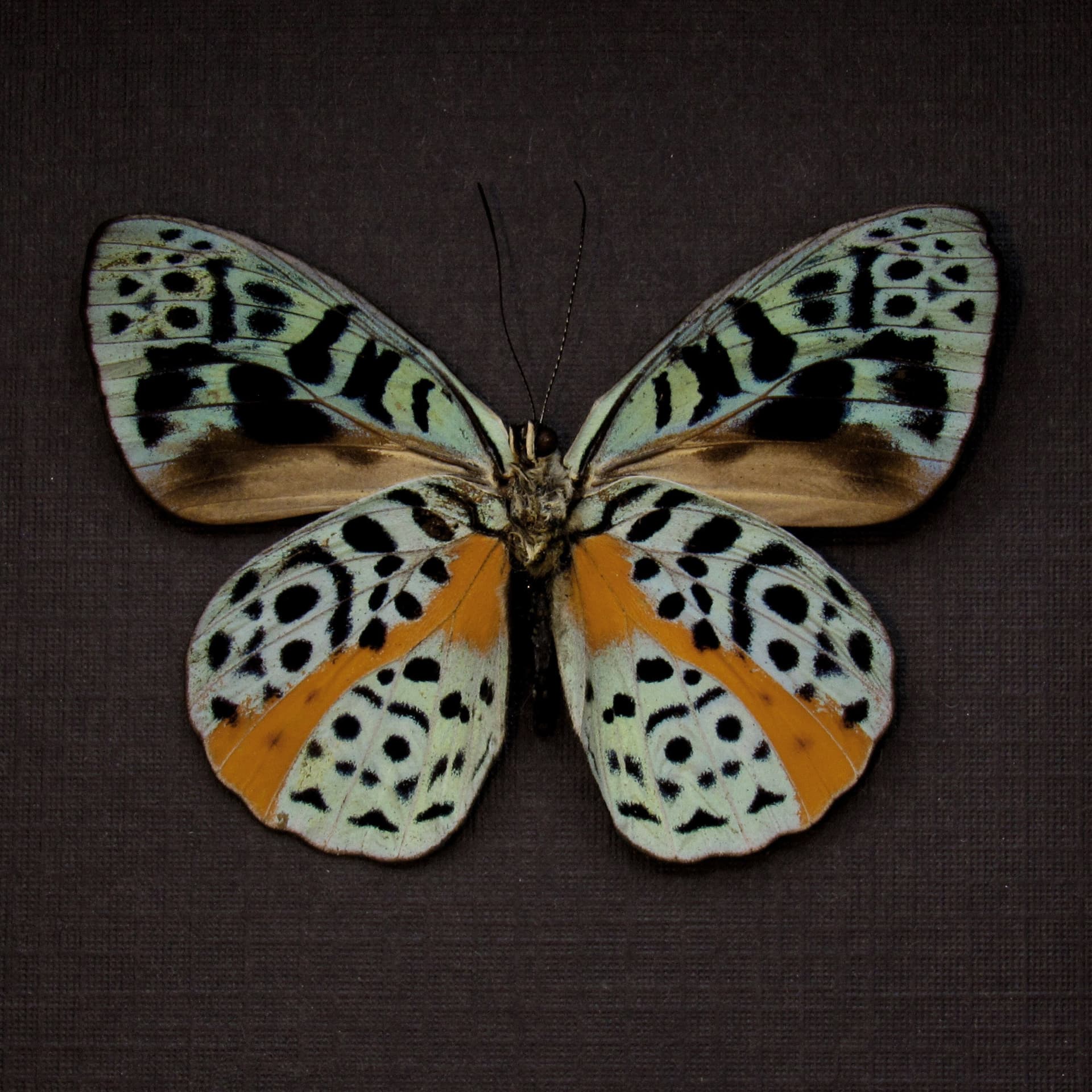 Real metallic butterfly framed taxidermy - Eunica chlorochroa