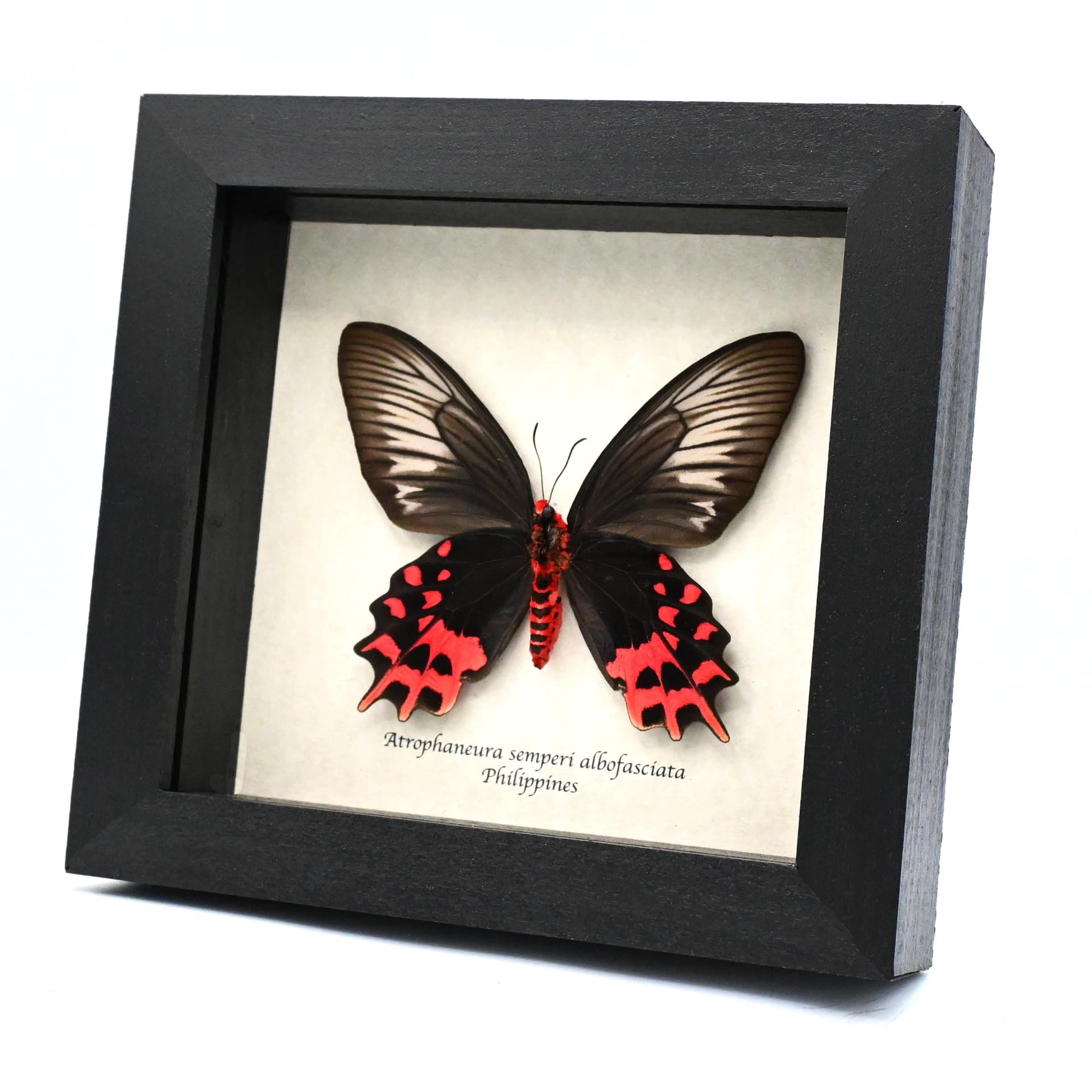 Real Vampire Swallowtail butterfly framed taxidermy - Atrophaneura semperi albofasciata - female