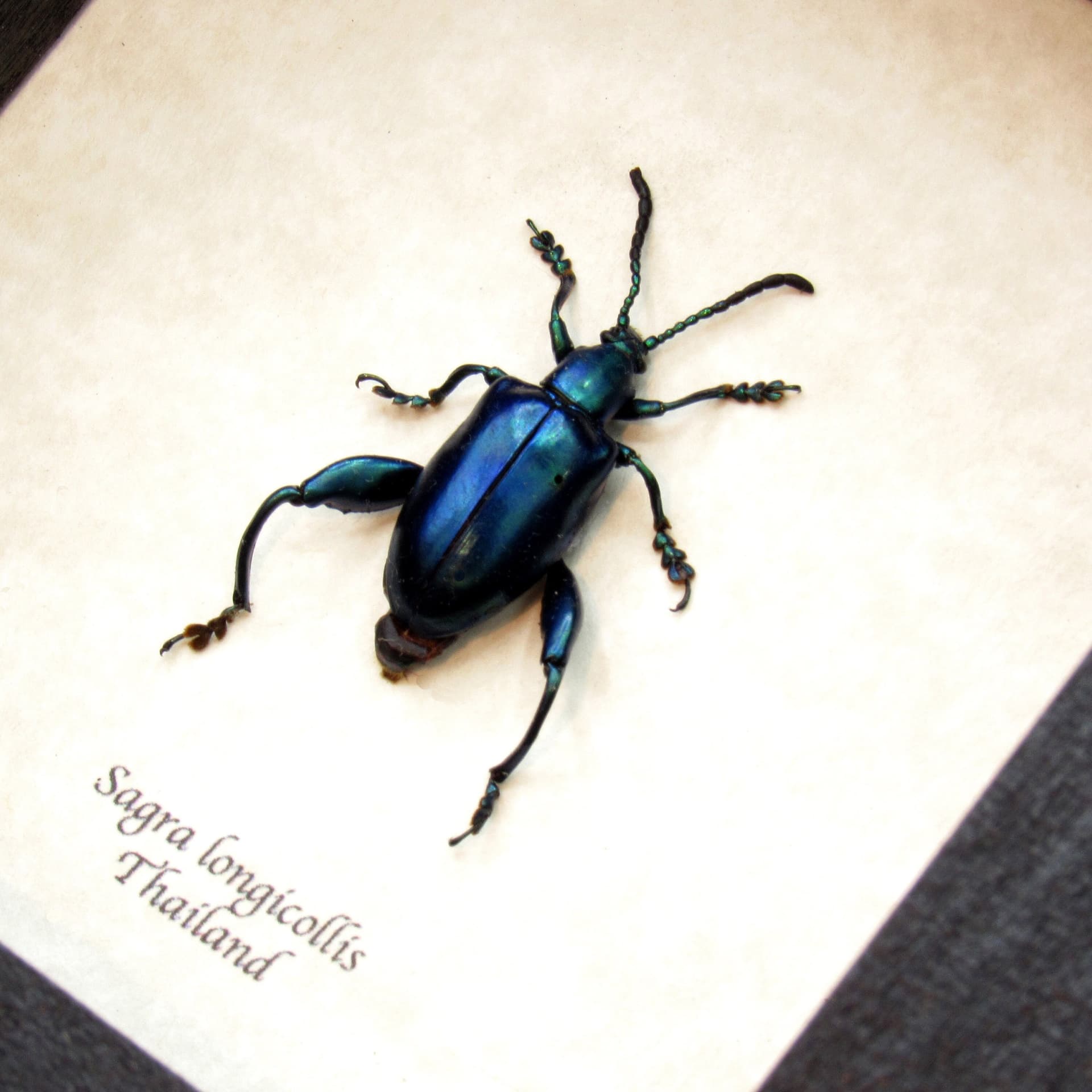 Real blue-green Frog Beetle framed taxidermy - Sagra longicollis