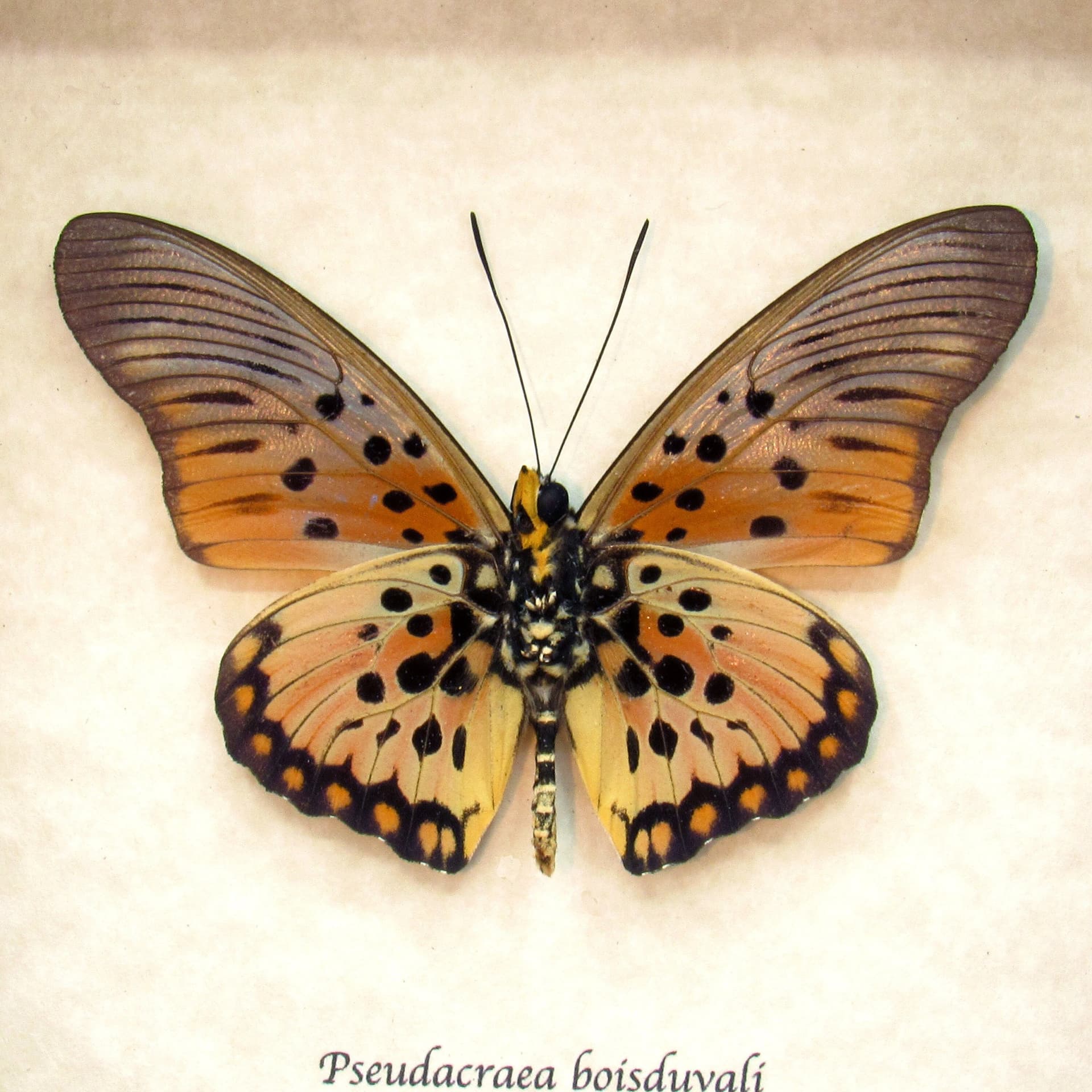 Real framed butterfly taxidermy - Pseudacraea boisduvali - peach form