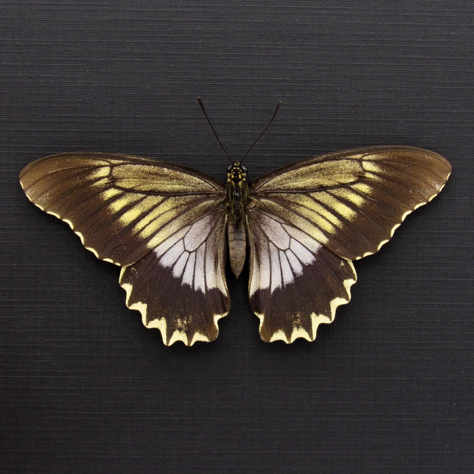 Real Swallowtail butterfly framed taxidermy - Battus streckerianus - female - Victorian mount