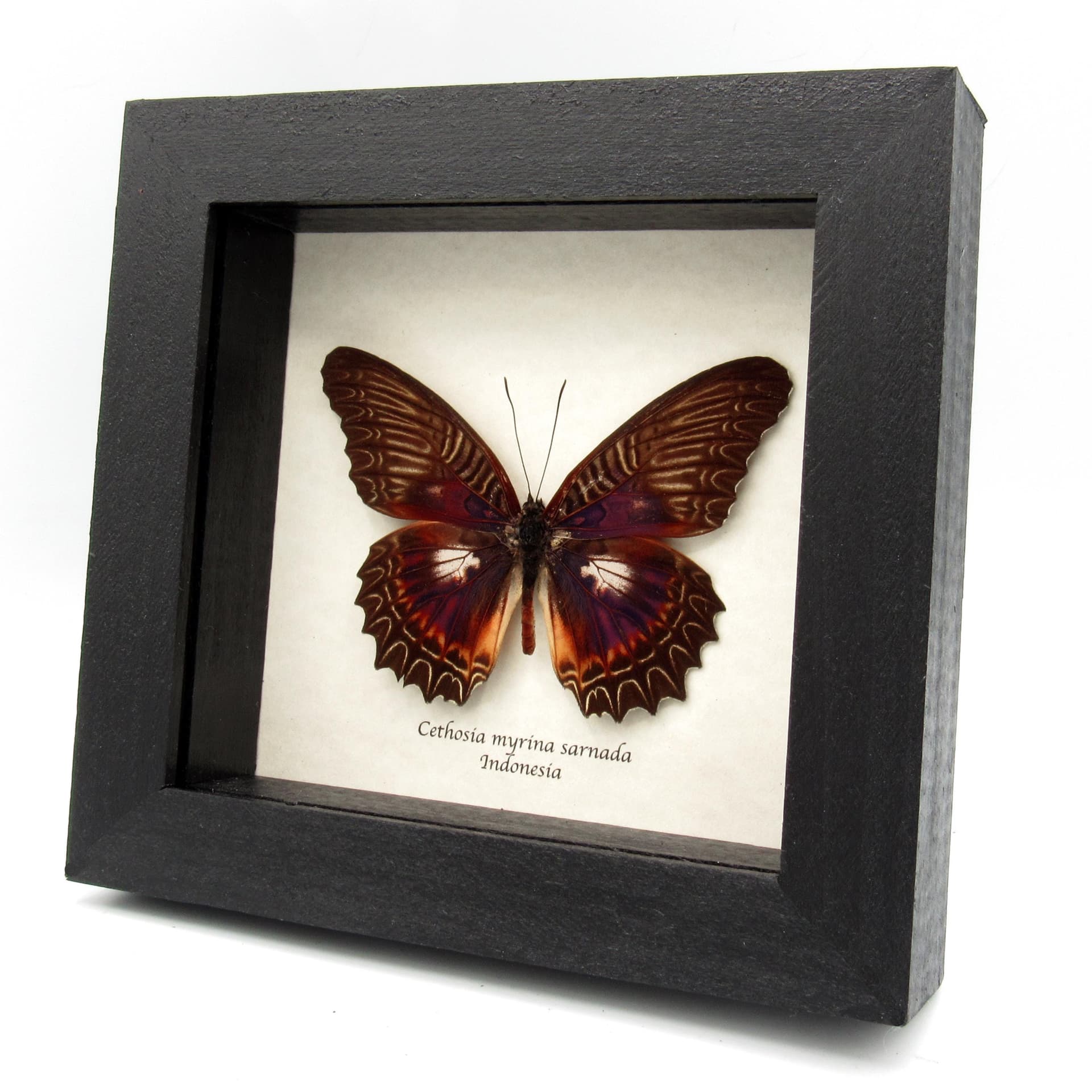 Real Violet Lacewing butterfly framed taxidermy - Cethosia myrina sarnada
