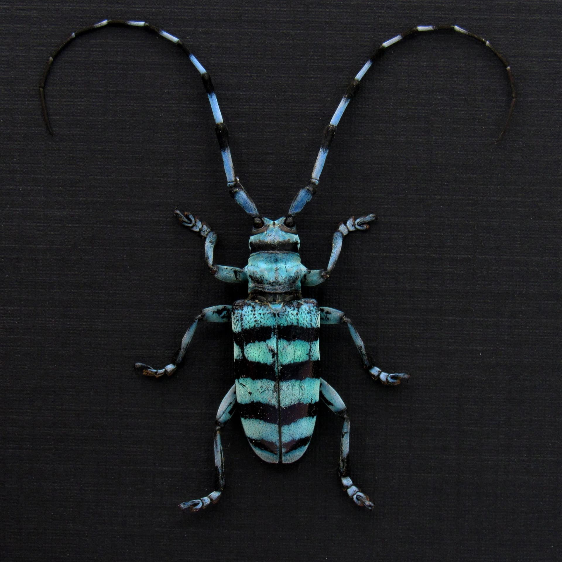 Real blue Longhorn beetle framed taxidermy - Anoplophora longehisuta