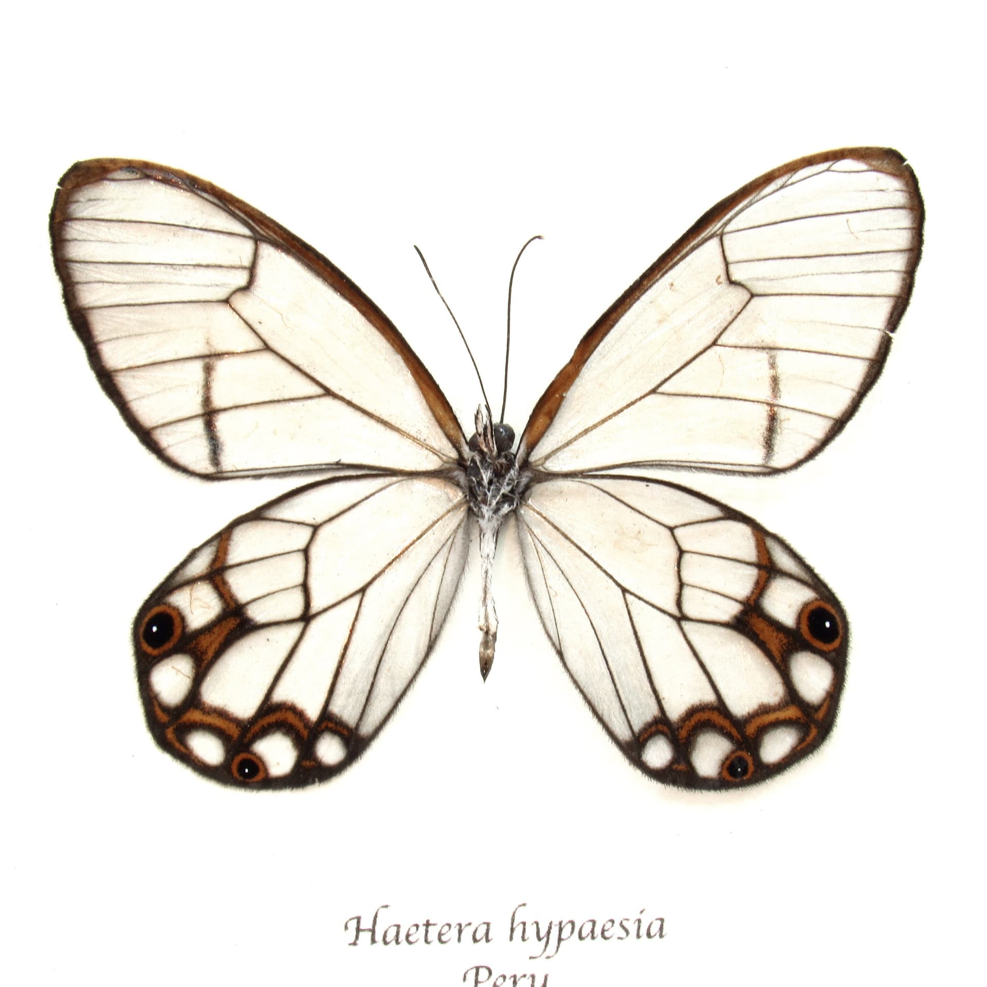 Real Glasswing butterfly framed taxidermy - Haetera hypaesia
