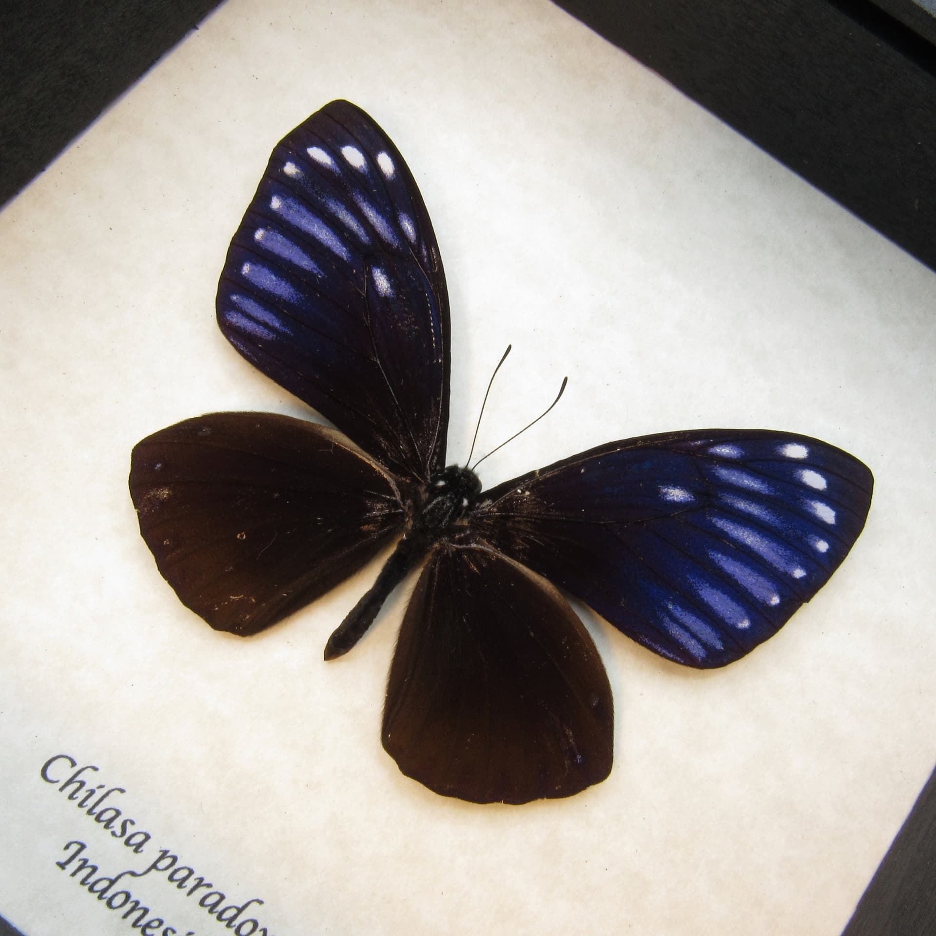 Real iridescent blue butterfly framed taxidermy - Chilasa paradoxa