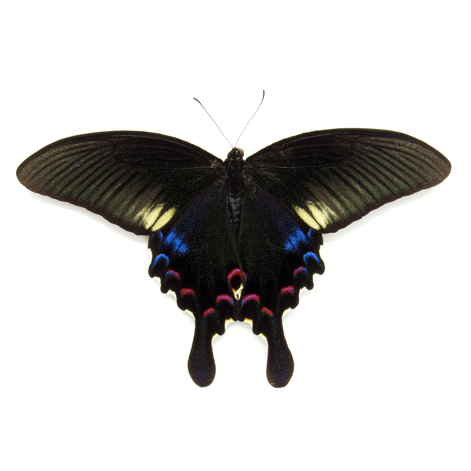 Real framed taxidermy Peacock Swallowtail butterfly - Papilio polyctor stockleyi - Victorian mount