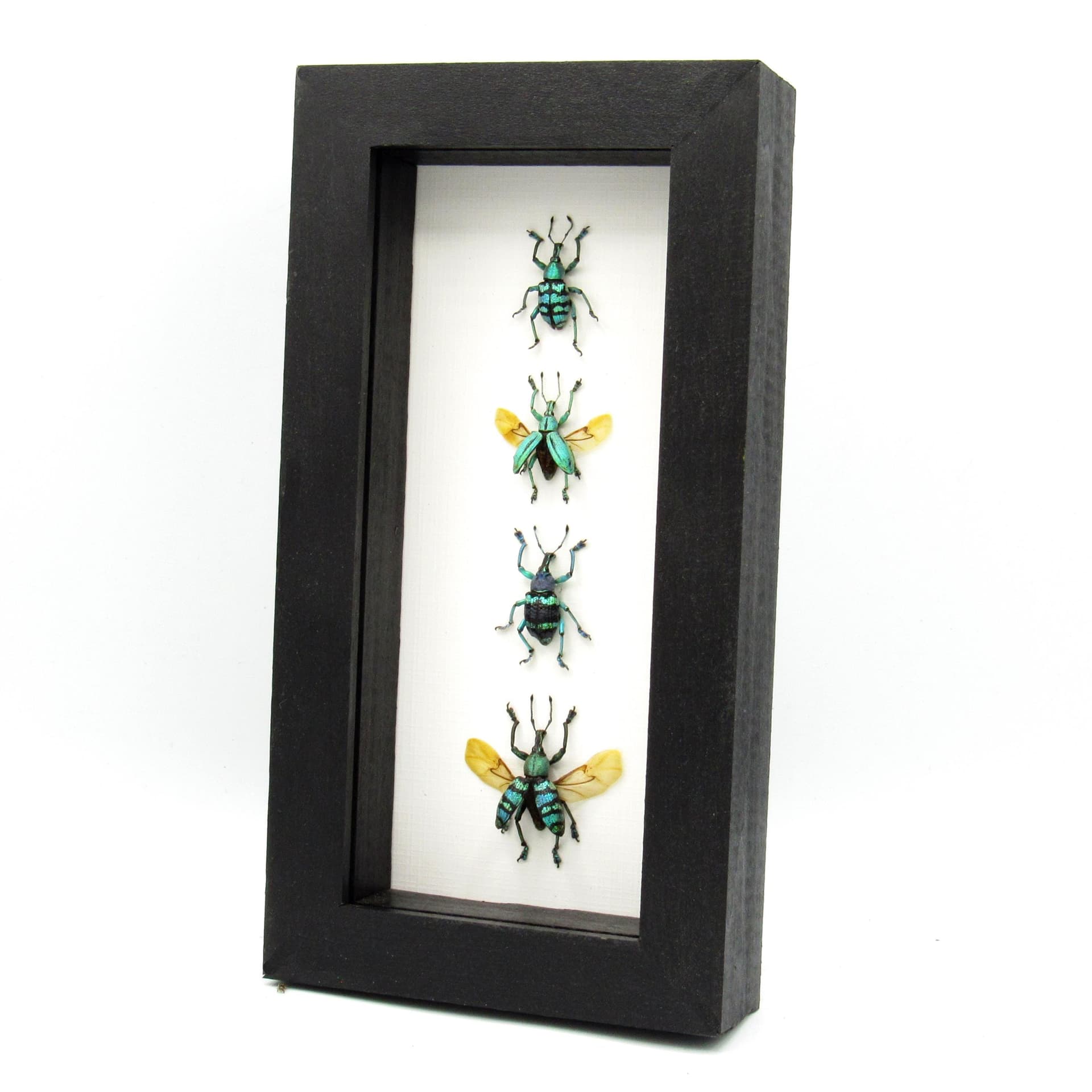 WEEVIL MANIA - real framed metallic glitter weevil beetle collection - wings open and closed