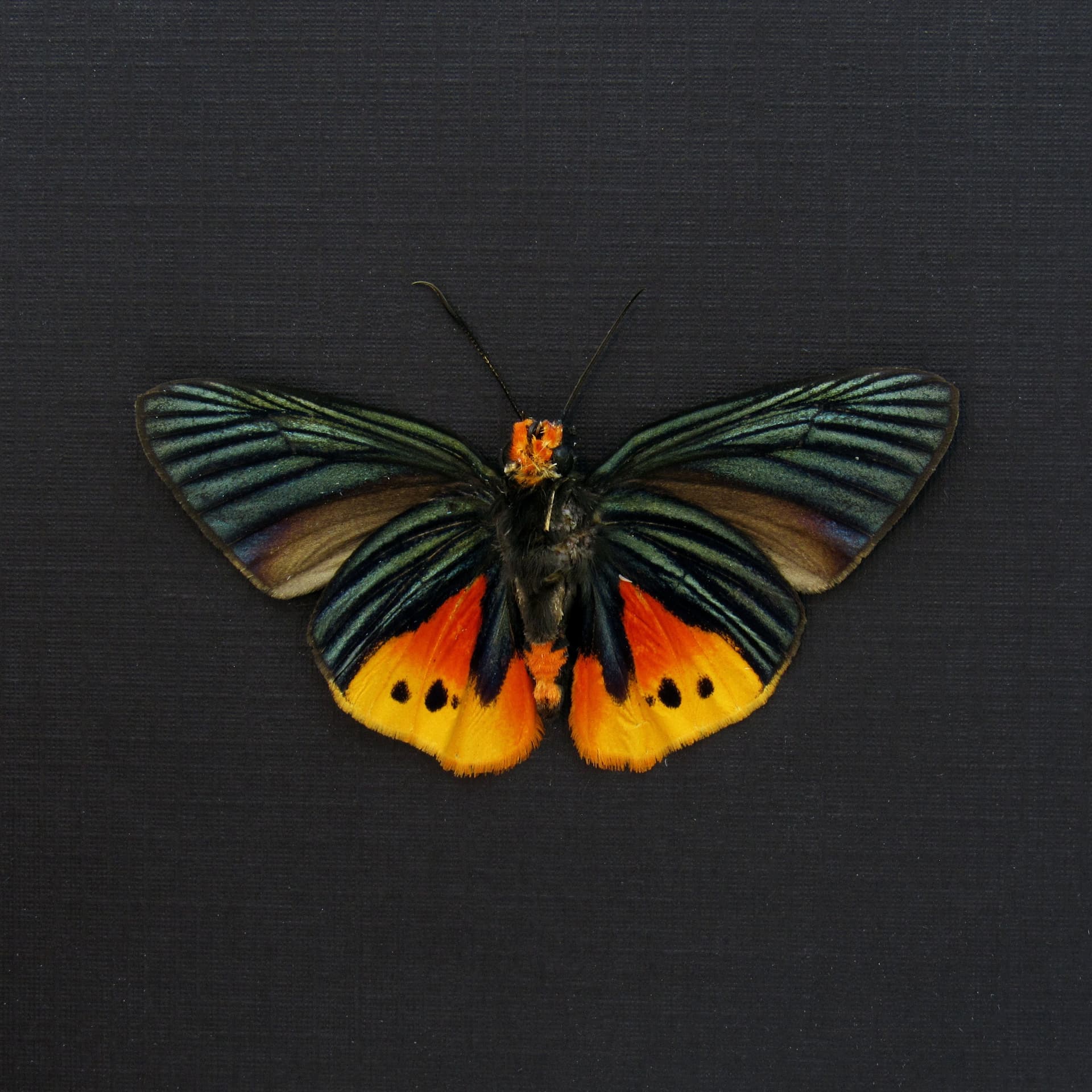 Rare Flame Tip Skipper butterfly framed taxidermy - Choaspes illuensis ornatus - Victorian mount